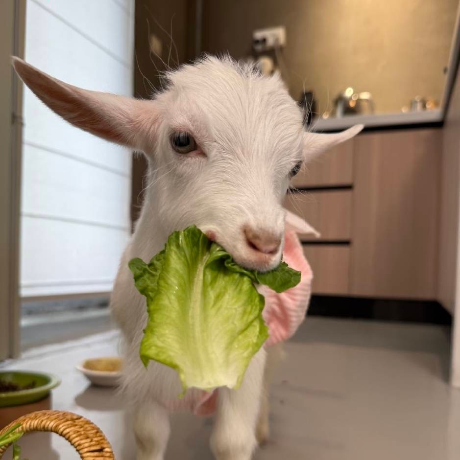 善良是春日里的和煦微风，善良是炎热夏日的清凉饮品，善良是秋日收获的喜悦，善良是冬