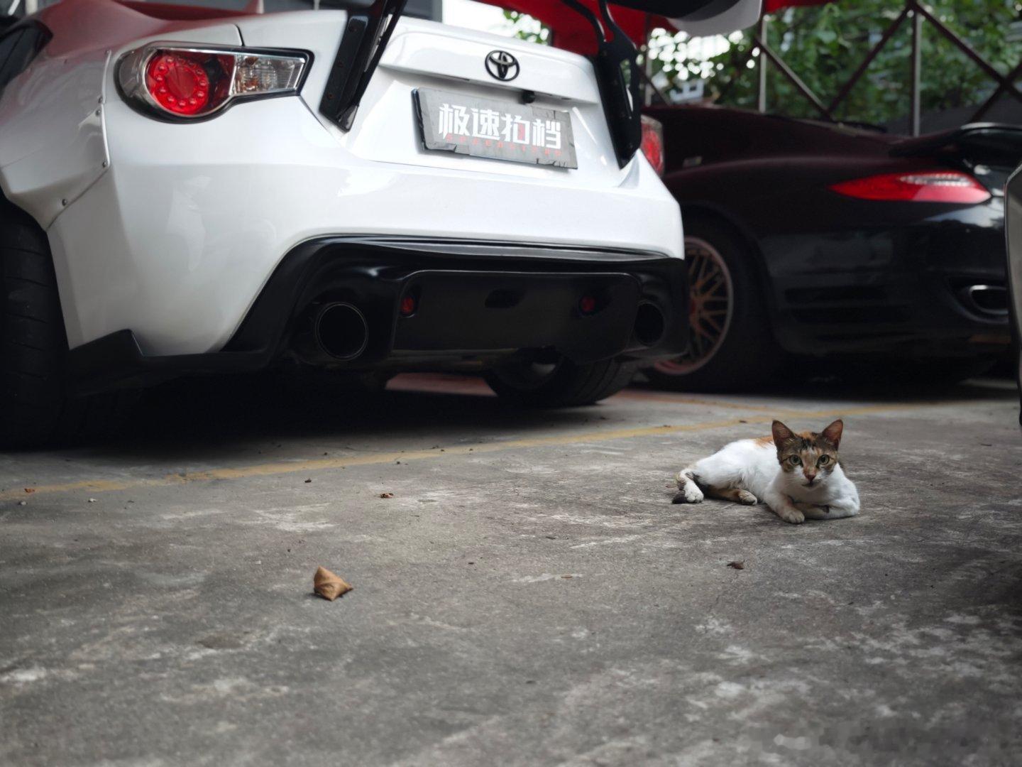 来几张猫片 ​​​
