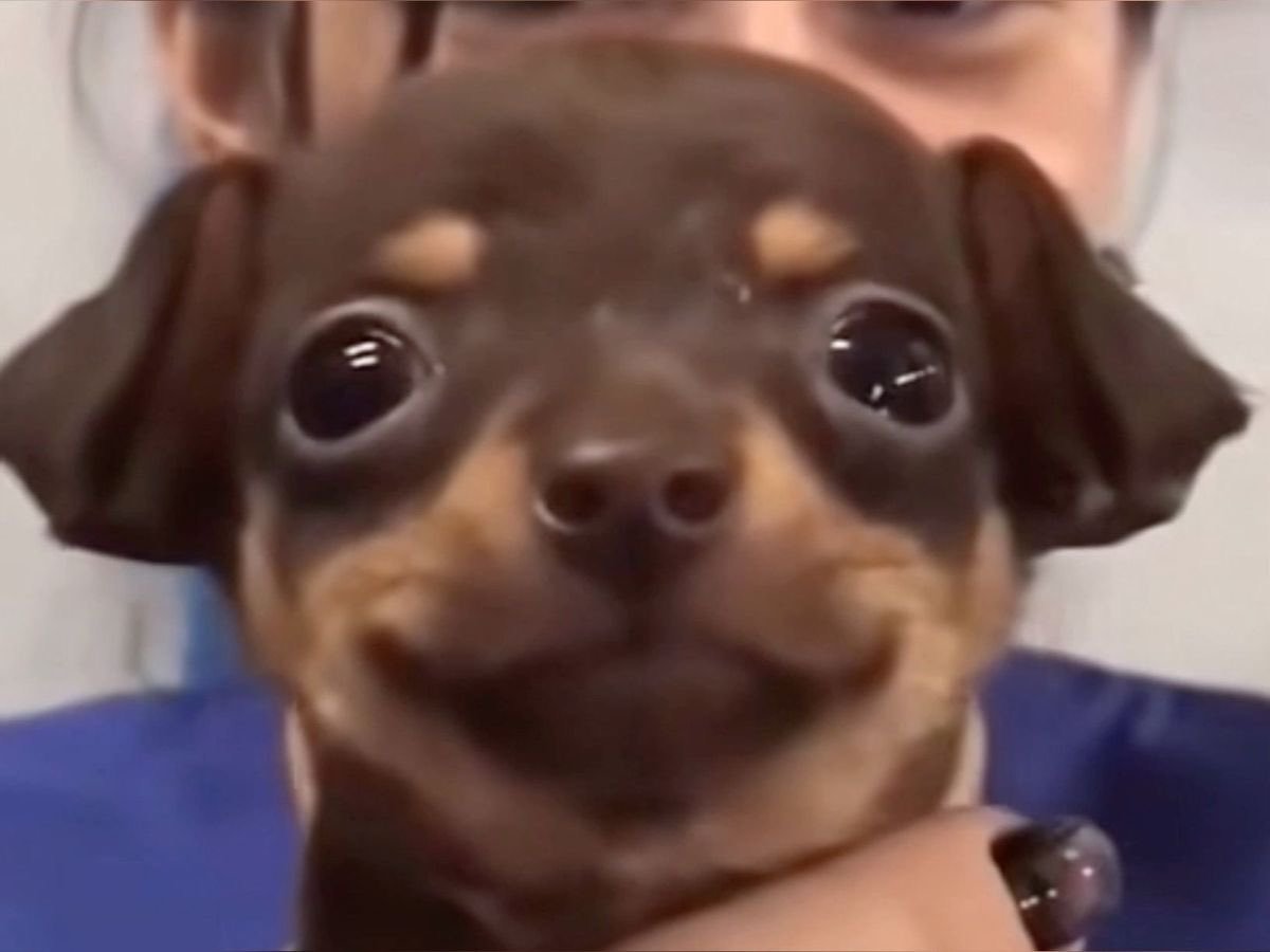 【🐈⬛】尴尬而不失礼貌的吉笑🙂©️duminiiii 