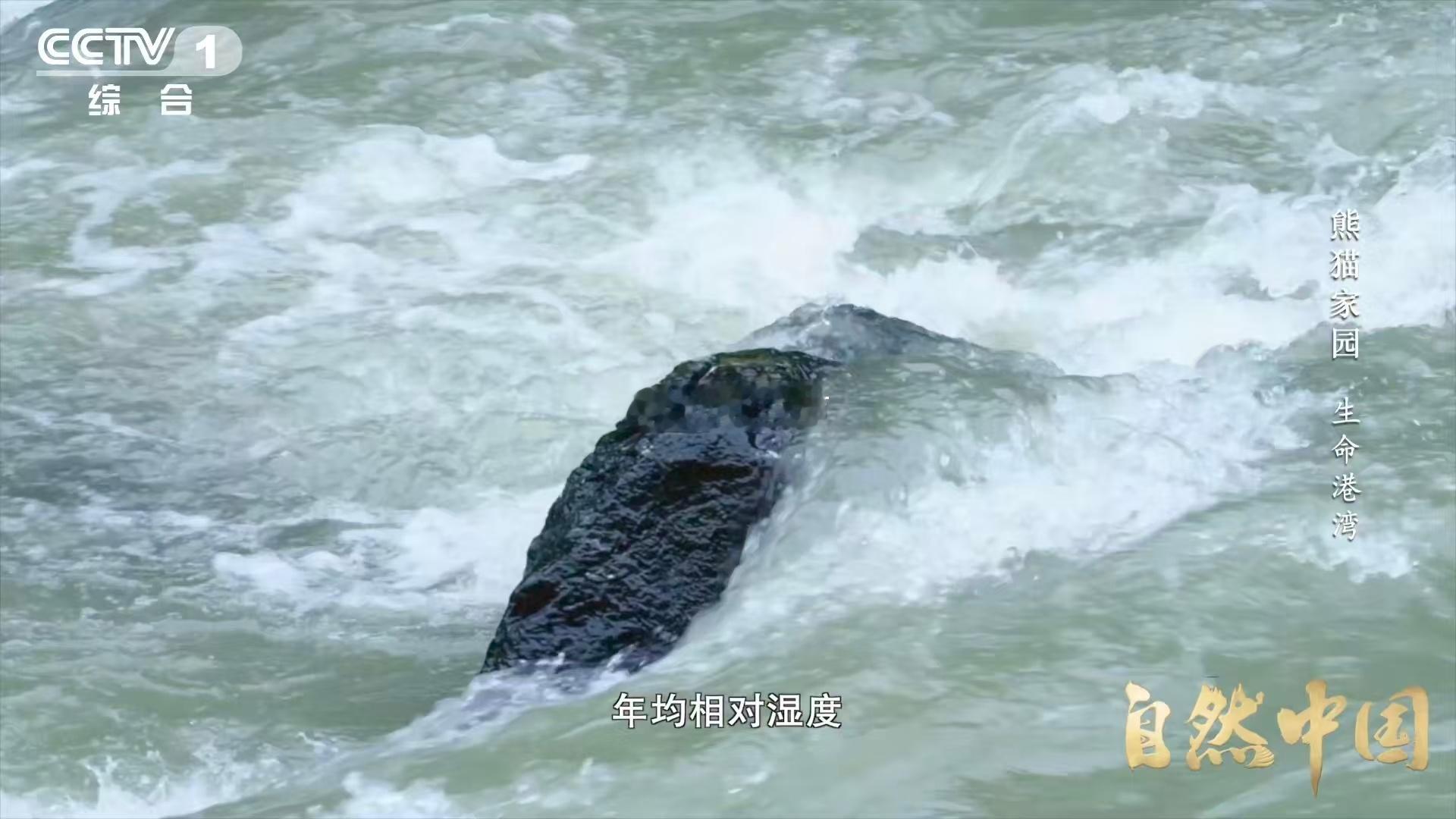 四川山上有个大水龙头四川一边出餐大熊猫一边吃 华西雨屏带的水龙头，拧一次就是12