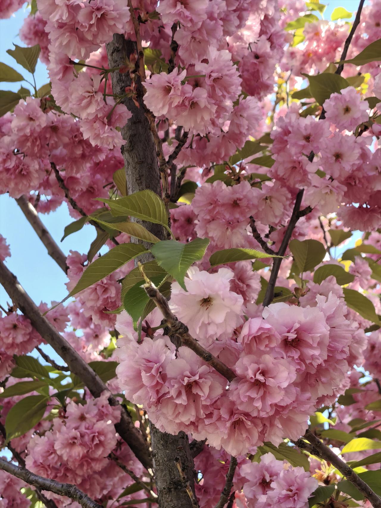 樱花漫舞，春色满园，免费参观，公交直达。
——摄于山西太原玉泉山城郊森林公园