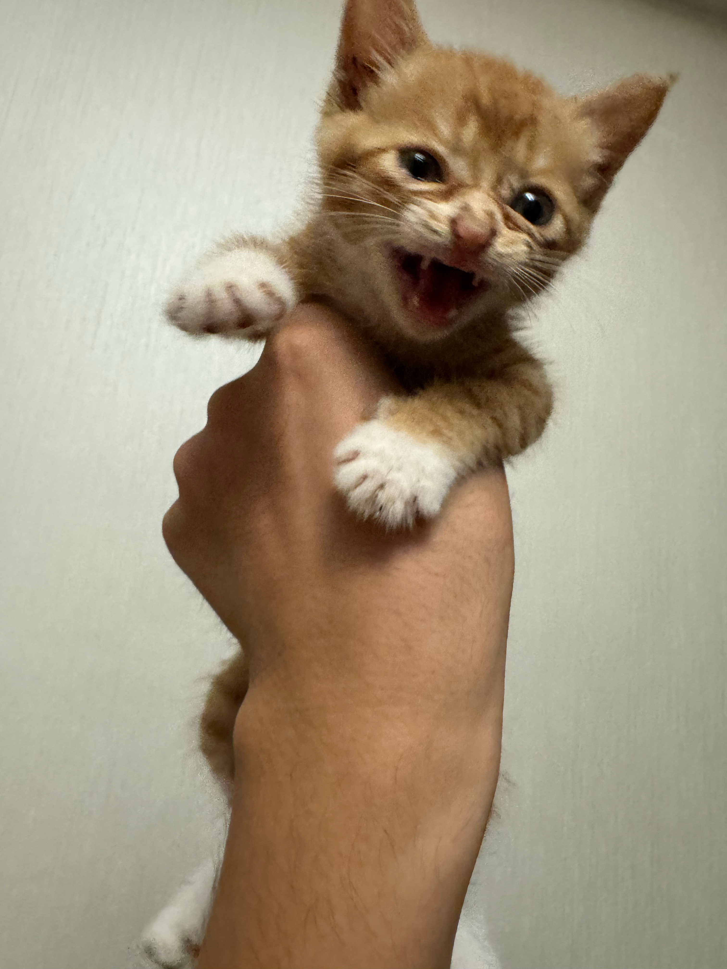 昨天晚上拿湿纸巾反复擦小猫猫屁股然后今天就发现猫砂盆里有一坨大的能吃能拉就没啥问
