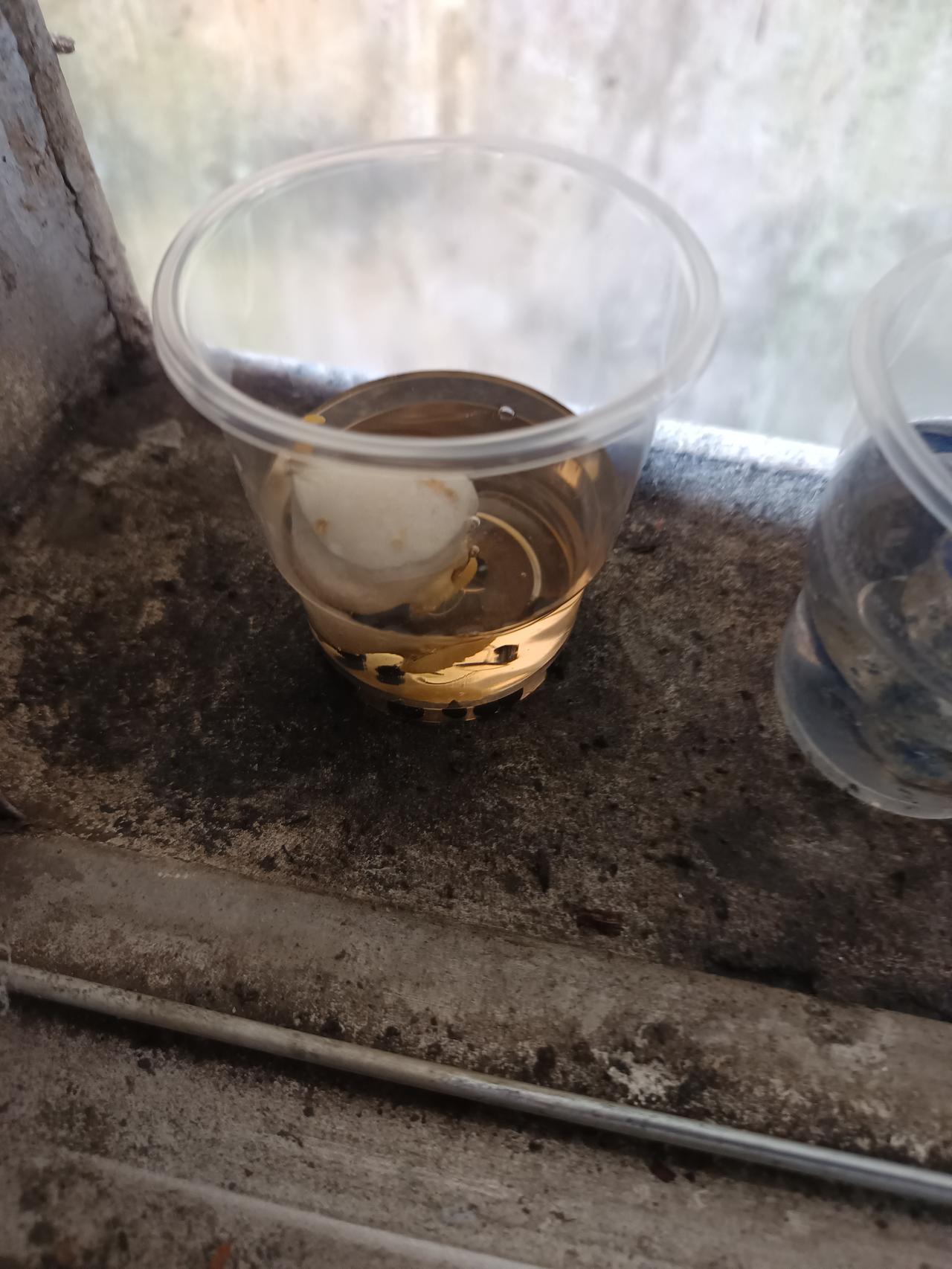 你敢相信吗？
到底是怎样一种植物
能在这里开花呢

家人们谁懂啊？在网上买了一盆