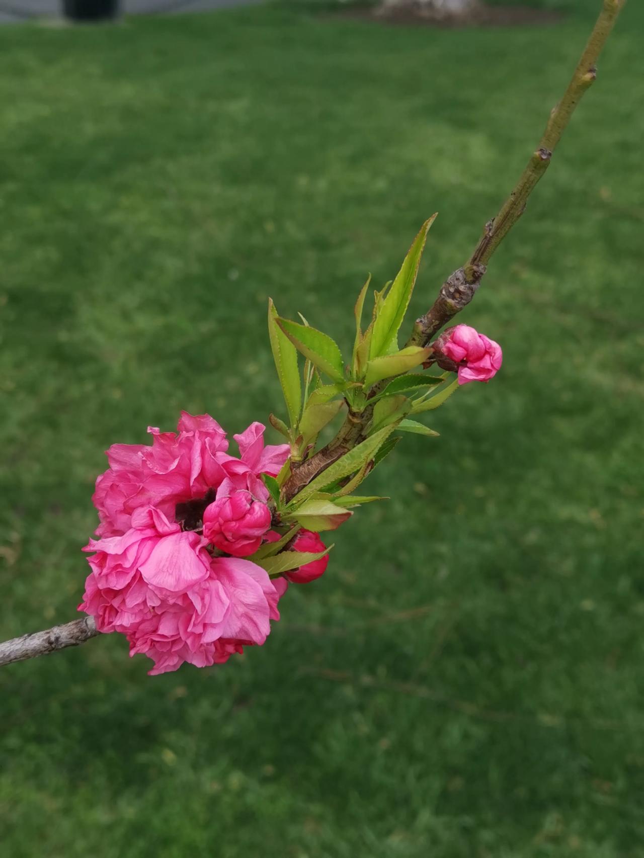 分享相册里最美的花