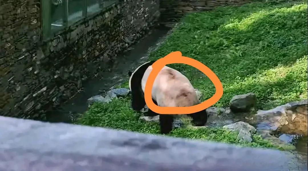 猪猪回国后，我很少写现在的她
都是把爱宝乐园里幸福的时光展现出来
头顶有个孔
是