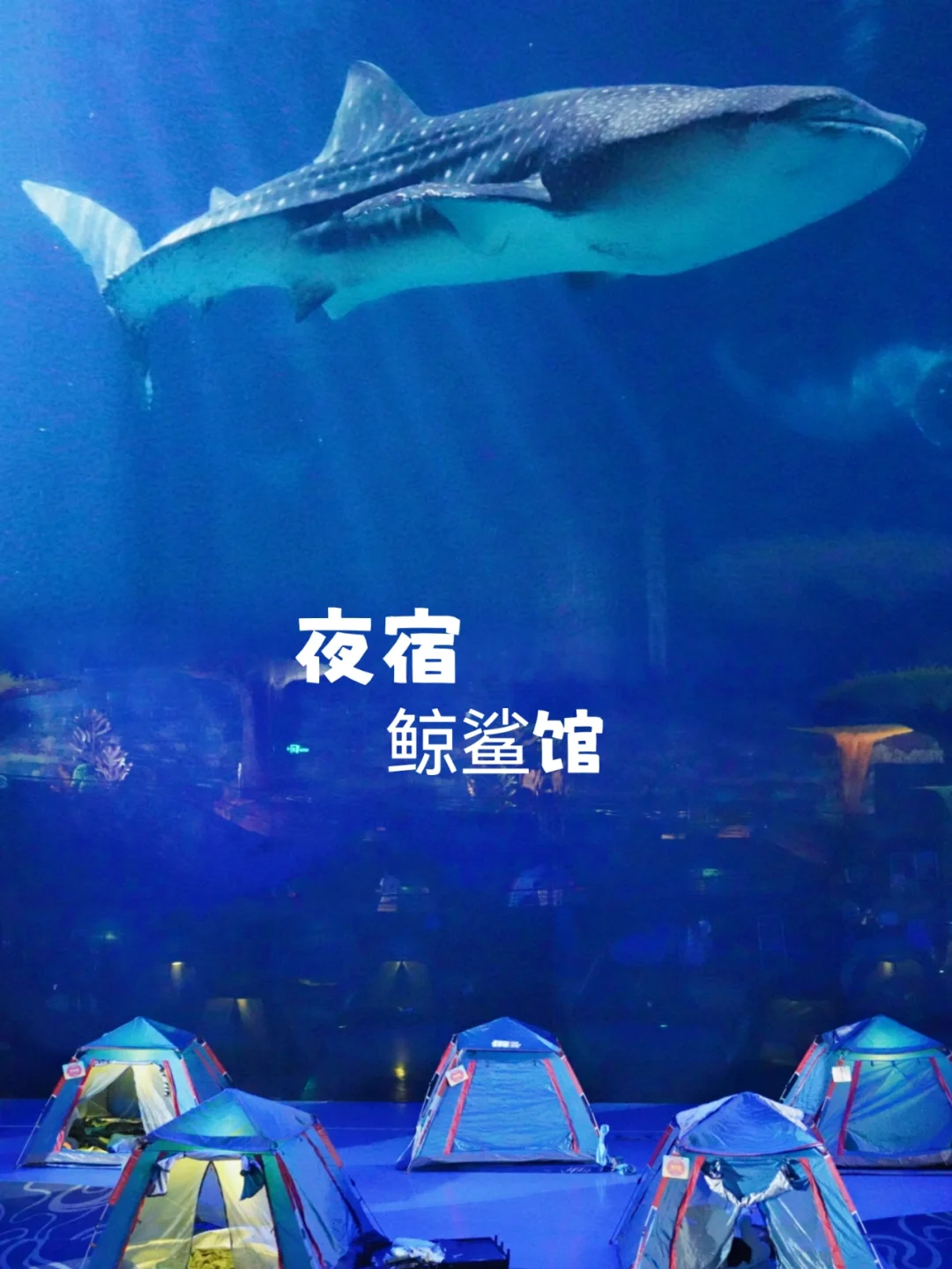 广州周边亲子游|带娃解锁鲸鲨夜宿新玩法