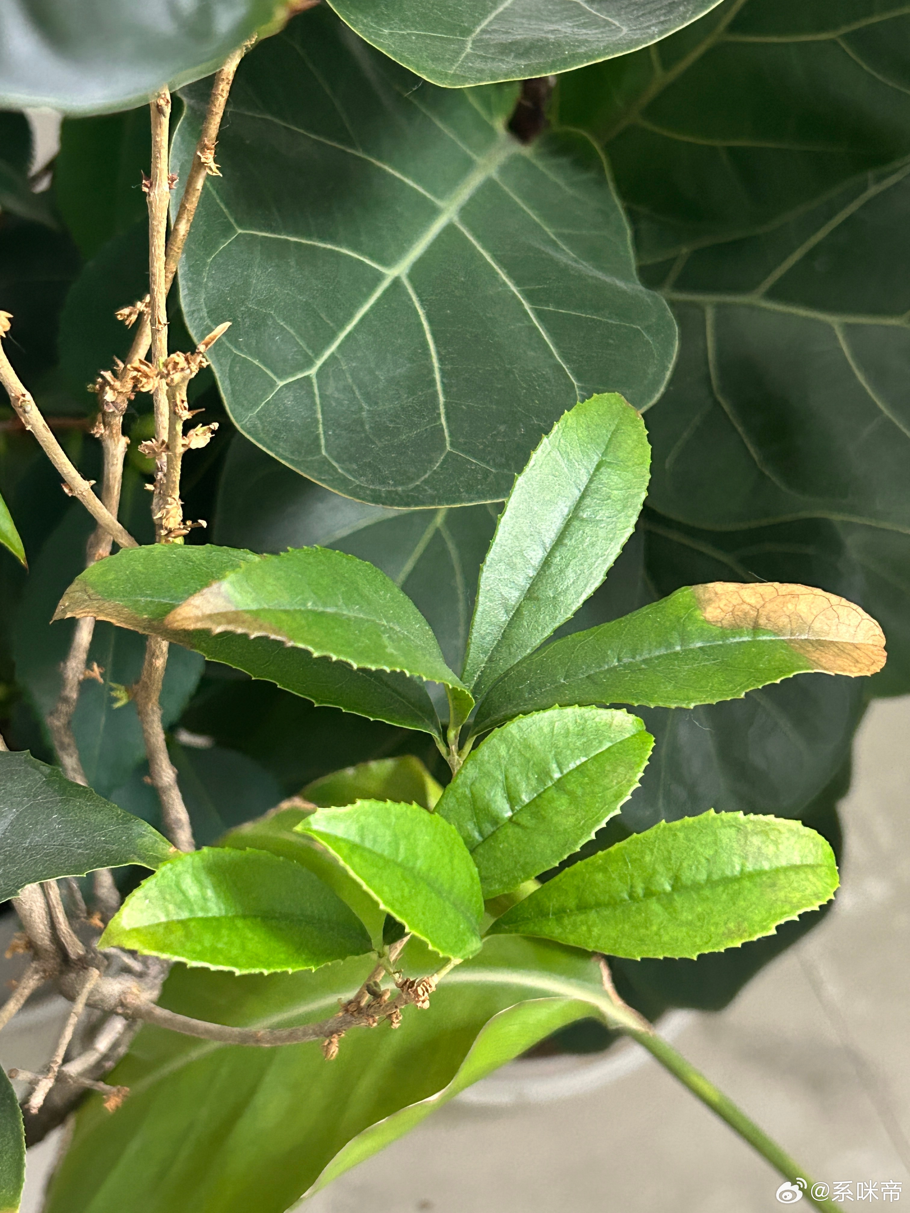 桂花新长出来的叶子为什么会焦尖呢？ 