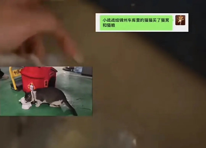 天啦噜 羡慕这只小猫咪 