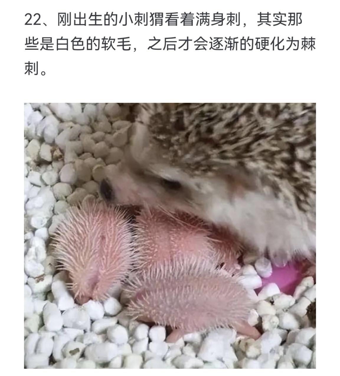 刚出生的小刺猬看着满身刺，其实那些是白色的软毛，之后才会逐渐的硬化为棘刺