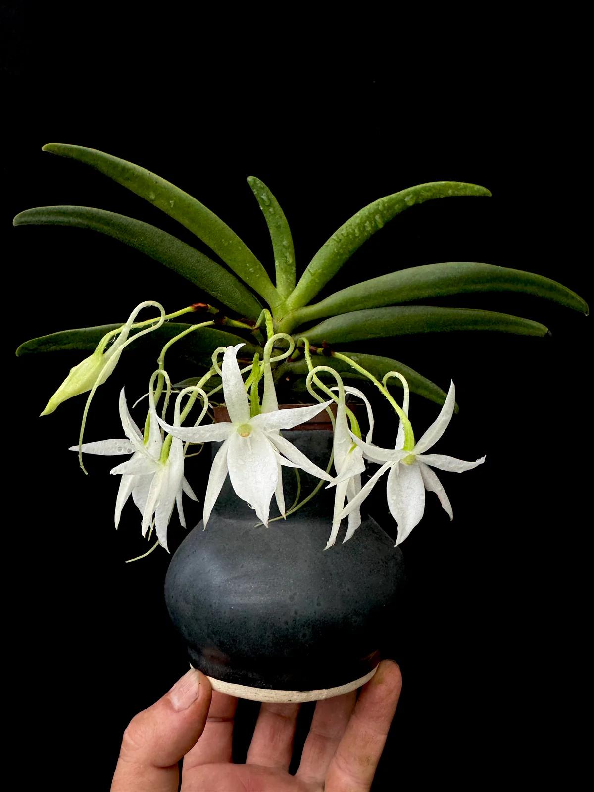Angraecum Kruger Stars 克鲁格之星 安格兰
母本：Angr