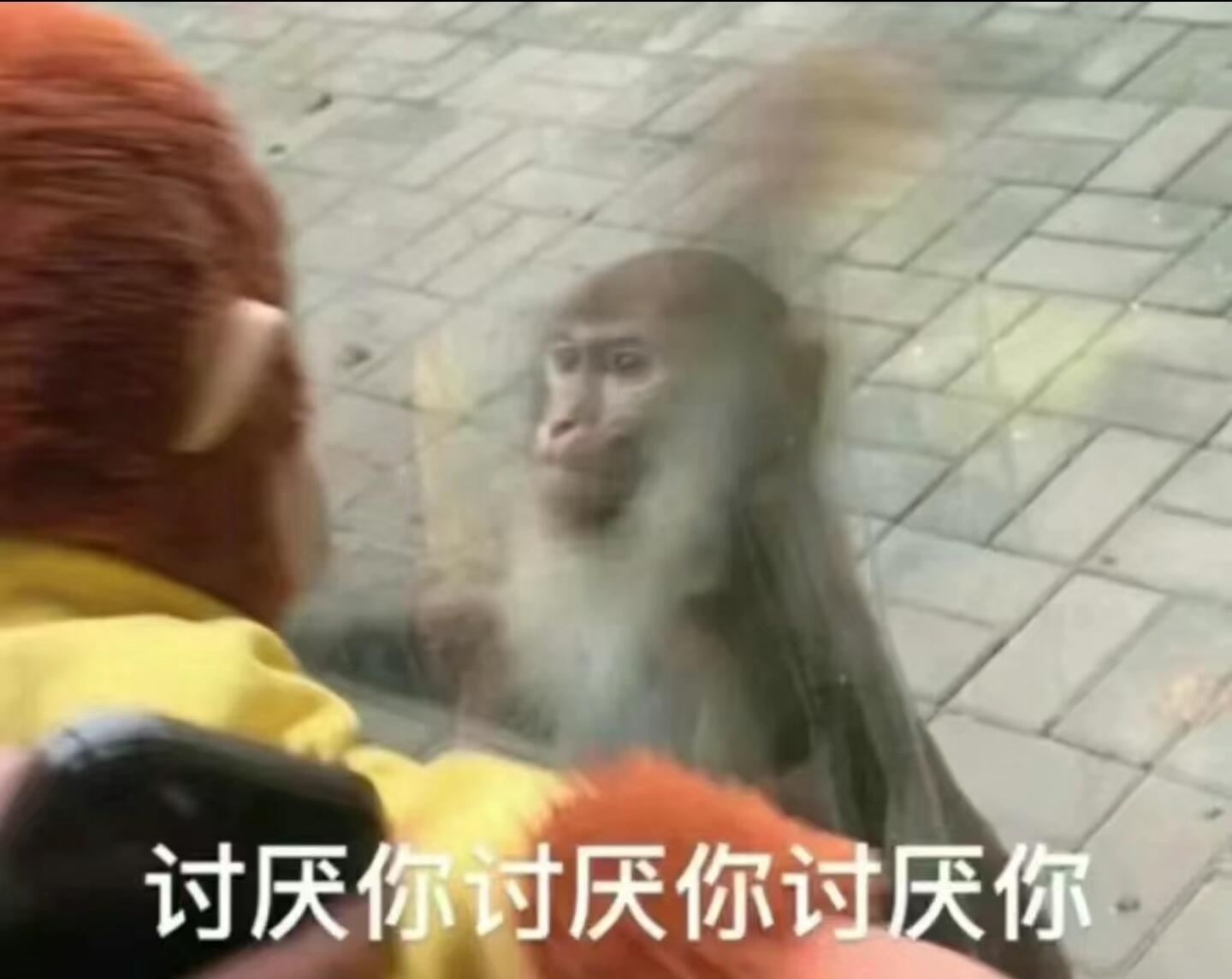 吗喽表情包更新！！不敢想象没有吗喽表情包的我，会变得多么的糟糕[揣手] ​​​