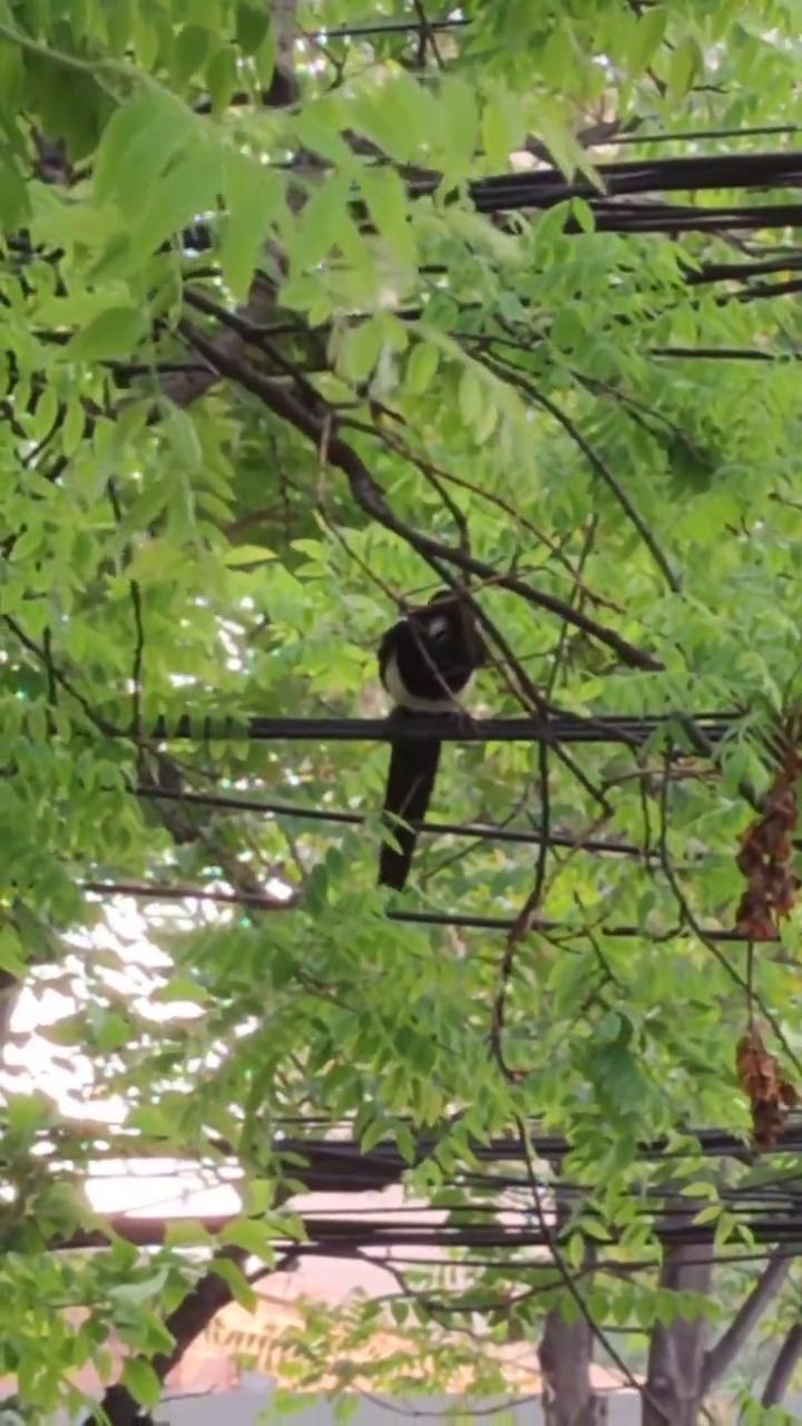 喜鹊登枝。
冬日宣合堂。