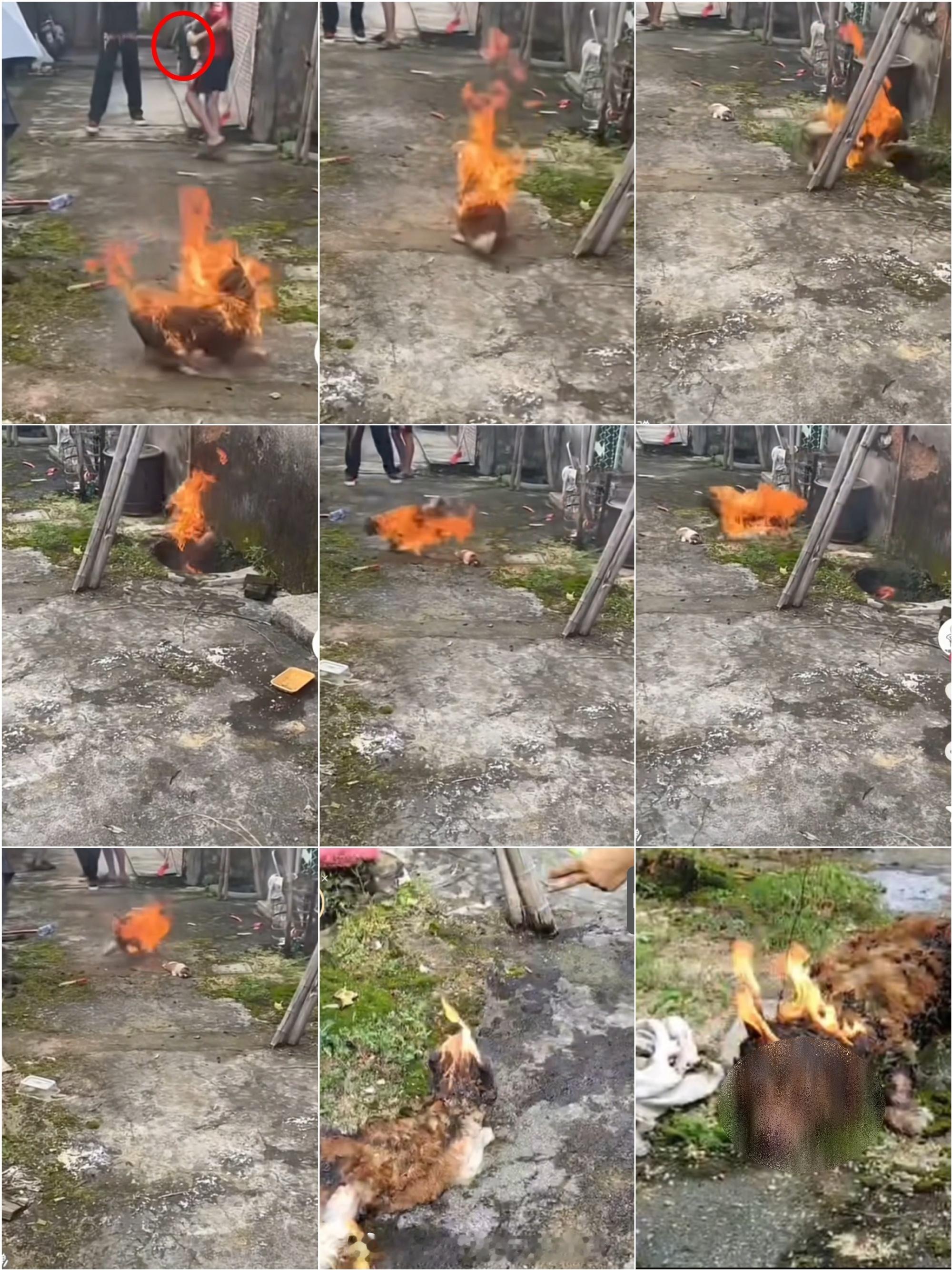 揭阳未成年残忍虐杀狗妈妈一家好残忍，不忍心看。《给阿嬷的情书》火爆刚把潮汕地区带