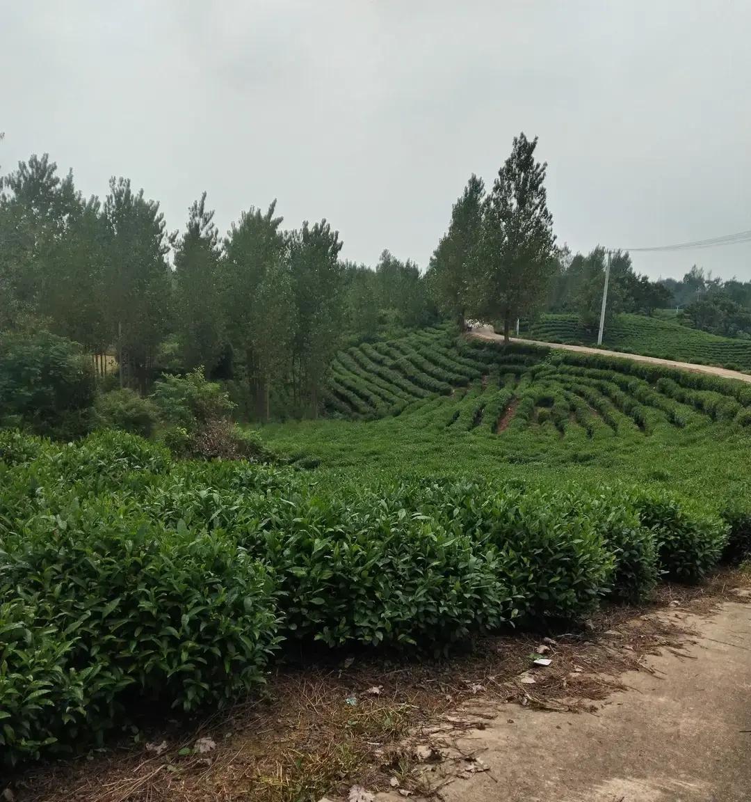 你发现没？

农村里，男人的“面子”，很多时候不是说出来的。
而是挣出来的。✅