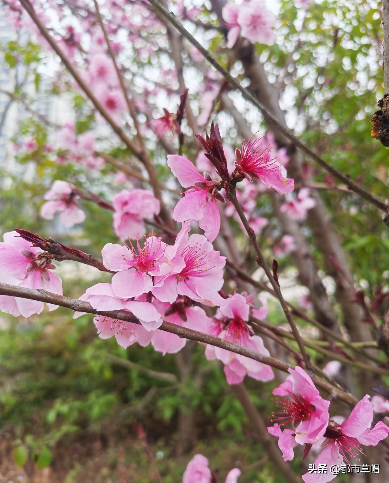 家长能做到的，老师没有做到。有个孩子在学校三个星期，六首诗，两篇文言文的背诵一篇