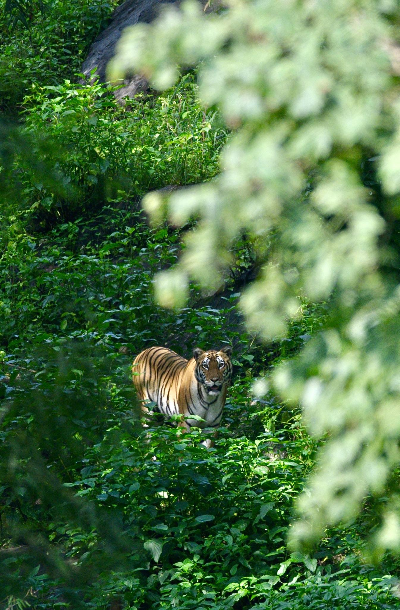 【坎哈】拍摄于2025年10月1日上午，位于Mukki核心区，目击一头...