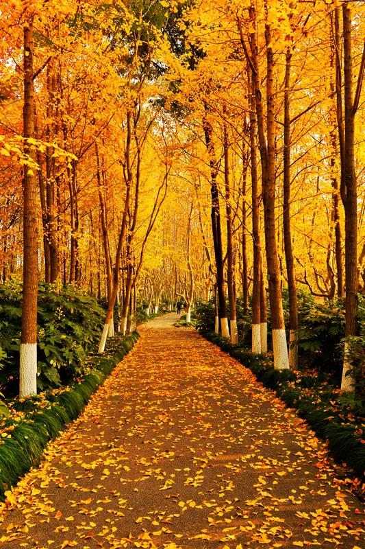 上联：落叶满径铺金毯；念姐邀对飞花盈枝缀玉簪