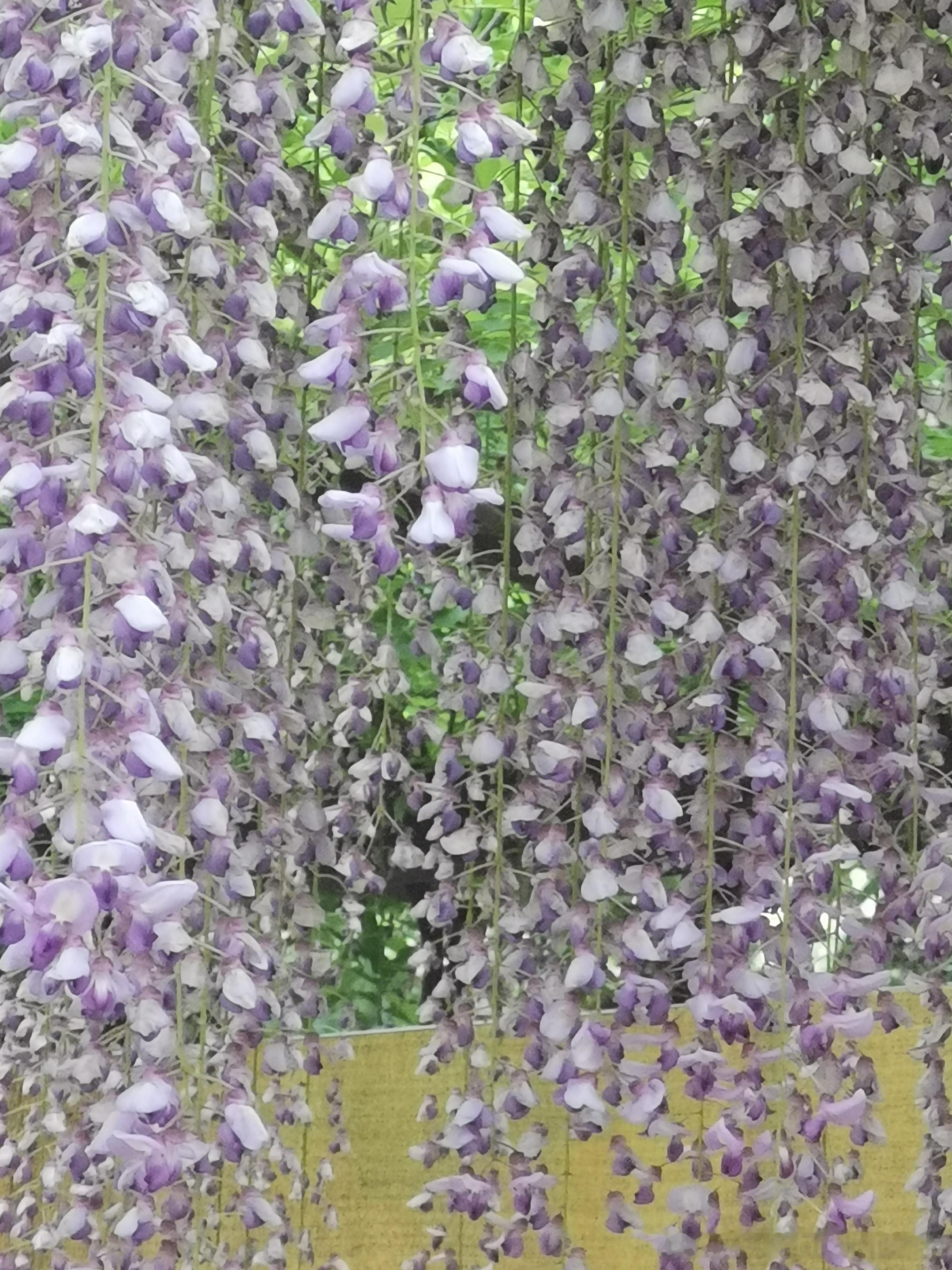 北京玉渊潭公园的梦幻紫藤摄影​​​