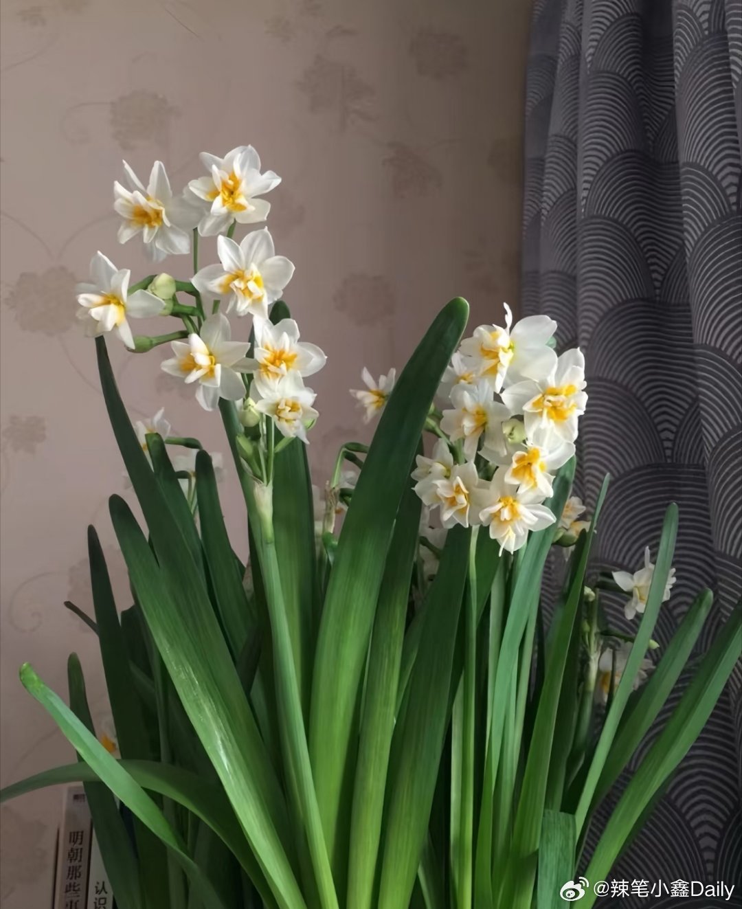 爱己水仙成了云南花市新宠仙气飘飘的水仙花，不与百花争艳，淤泥中绽放出一缕淡泊幽香