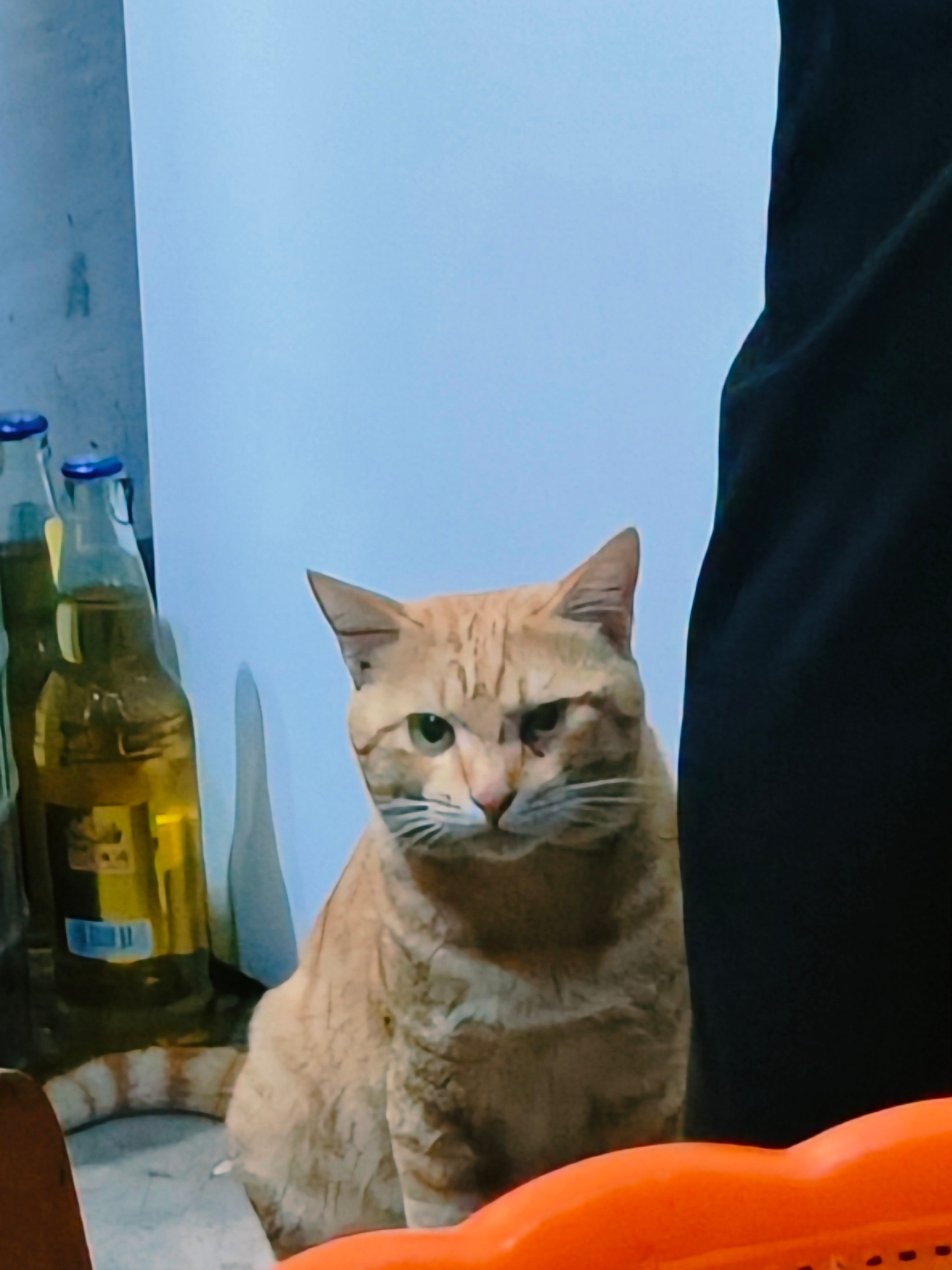 我一听声音就知道是我家咪🐱咪也知道我但是咪至今还在老家当个老实芭蕉的留守小咪好
