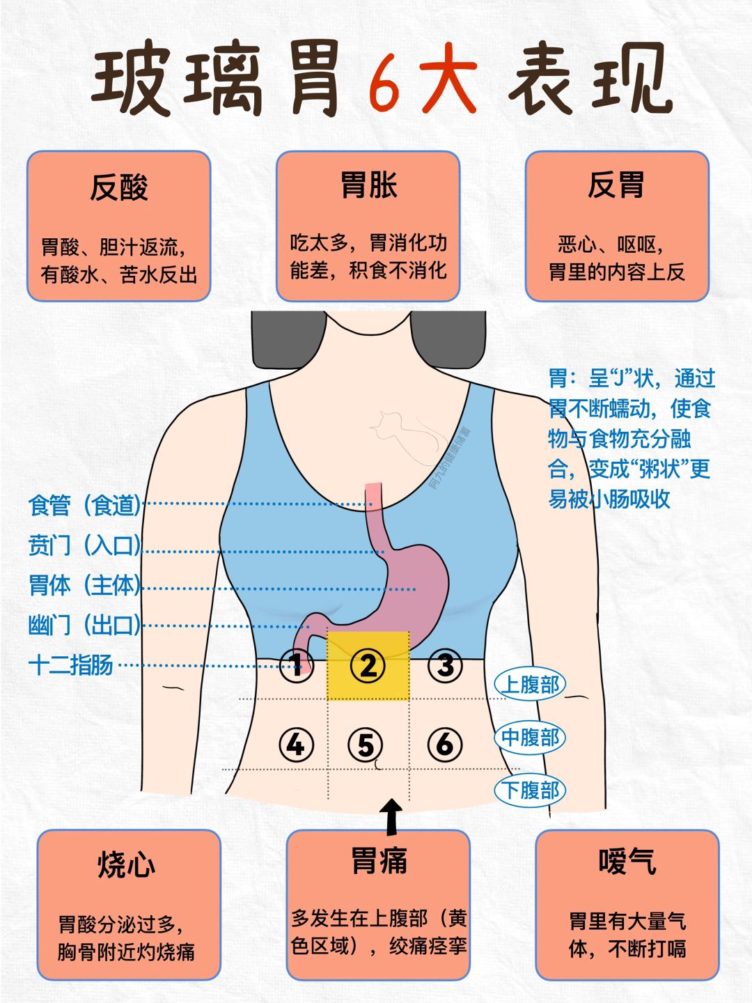 我 那 难 伺 候 的 “玻 璃 胃”