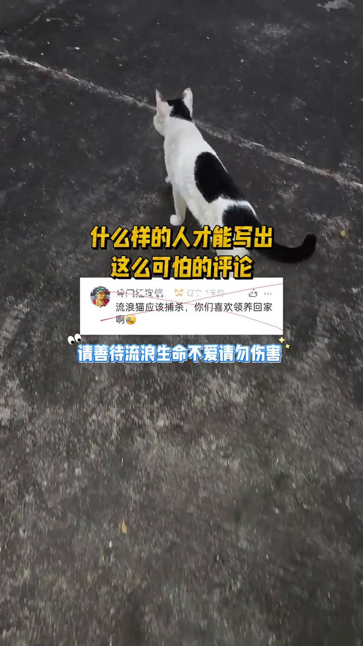 什么样的人才能写出这么可怕的评论？
流浪猫应该捕杀，你们喜欢领养回家。请善待流浪