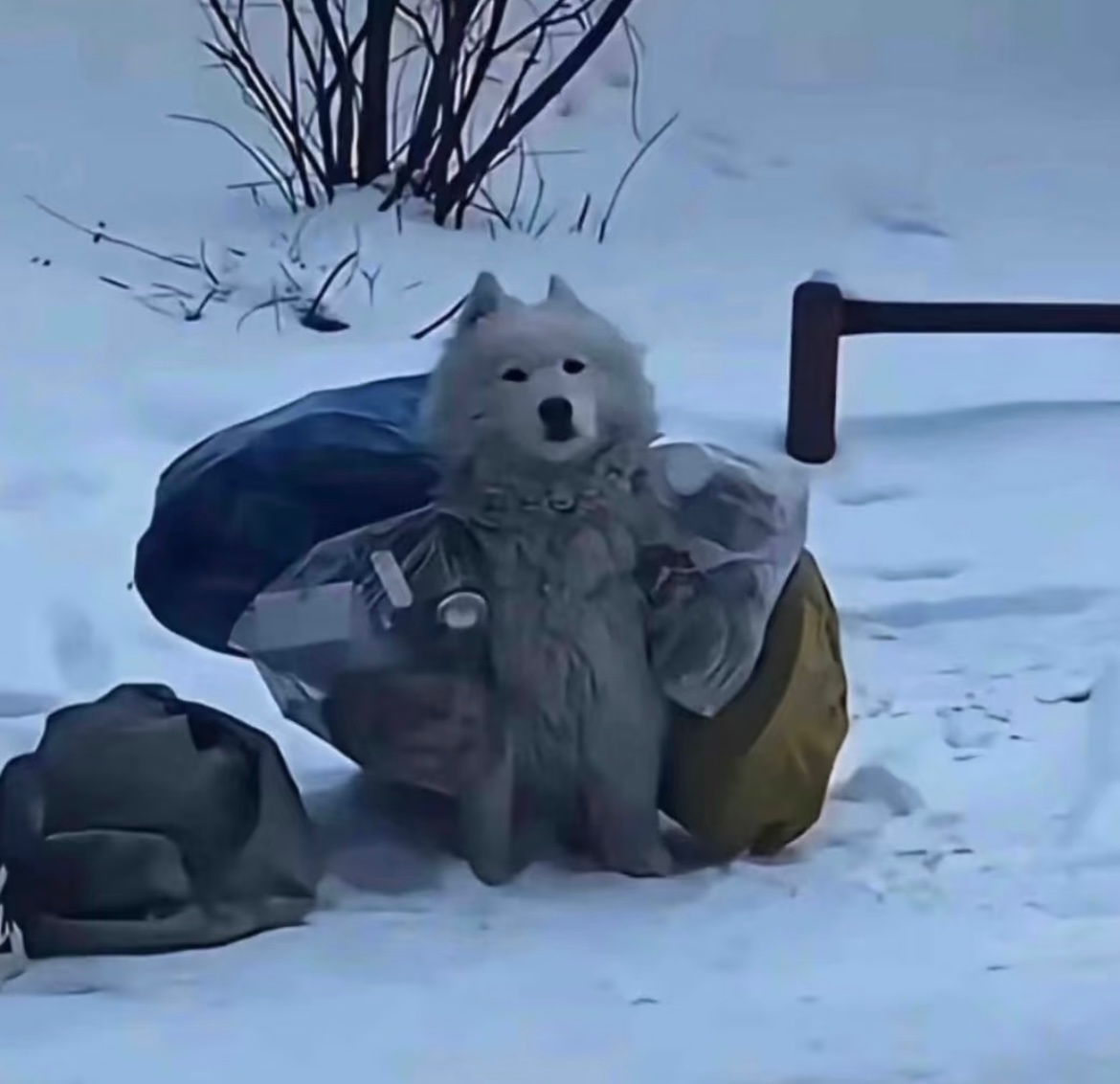 狗超有责任感的 