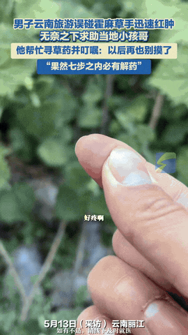 小孩哥立功了！云南丽江，男子旅游误碰霍麻草，手迅速红肿，无奈之下求助当地小孩哥，