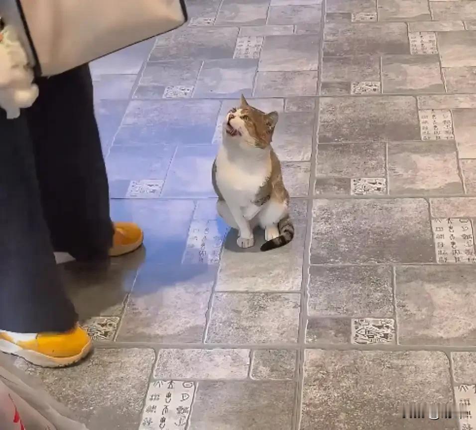 泪目了！这天一位阿姨去逛街，结果走到一条步行街的时候，看到一只缺失了一只前爪的流