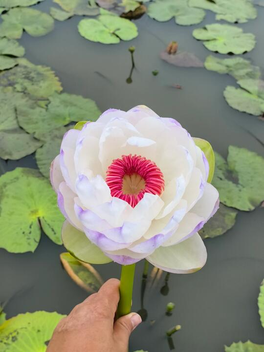 好温柔的澳洲睡莲鲜切花呀～