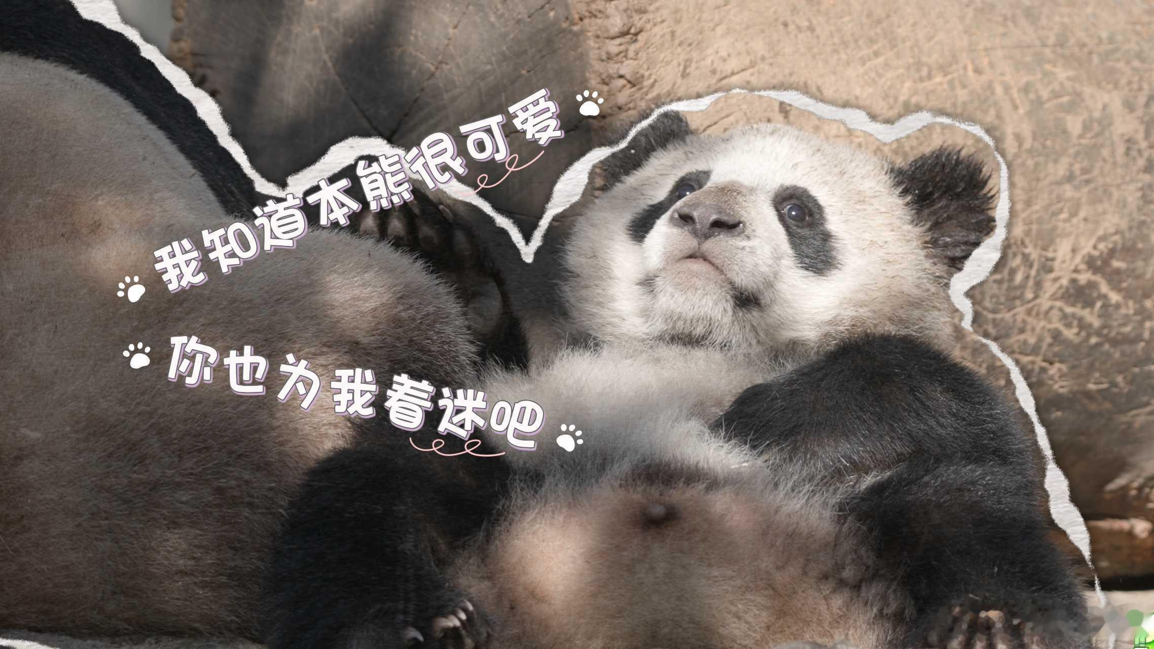 【大熊猫在成都的出国体检记录】到绵阳看回国的熊猫福娃和凤仪今天看旅居的大熊猫都是