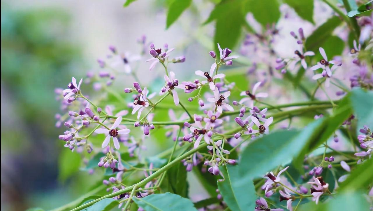 【趣联联趣】
上联：苦楝，会意春光晚
下联：？
【一字千金】
《咏楝》
春🦋日
