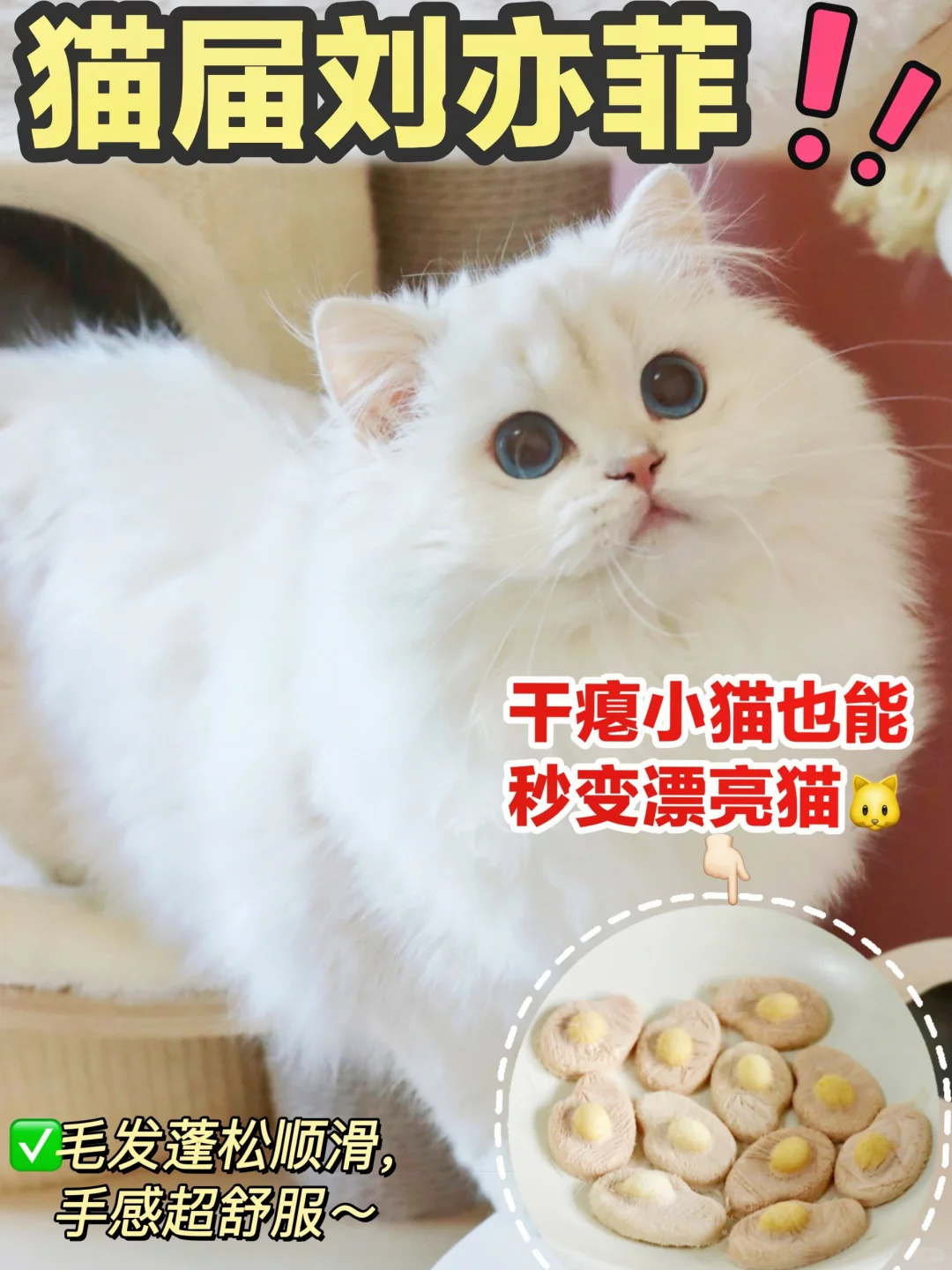 猫咪掉毛颜值丑？3招轻松养出猫界刘亦菲❗