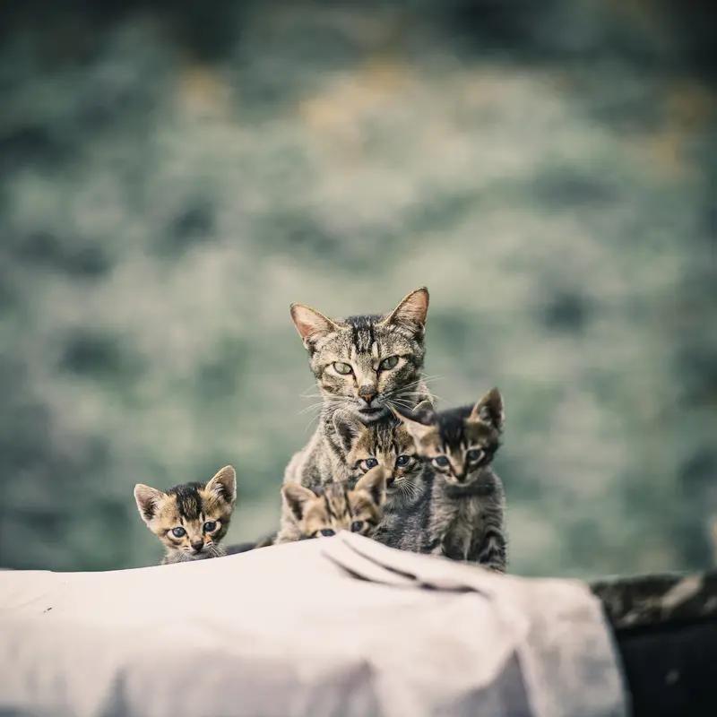 小猫将去世猫妈妈拖进绿化带盖上树叶 最近被一个小猫的故事狠狠戳中泪点。在北京，李