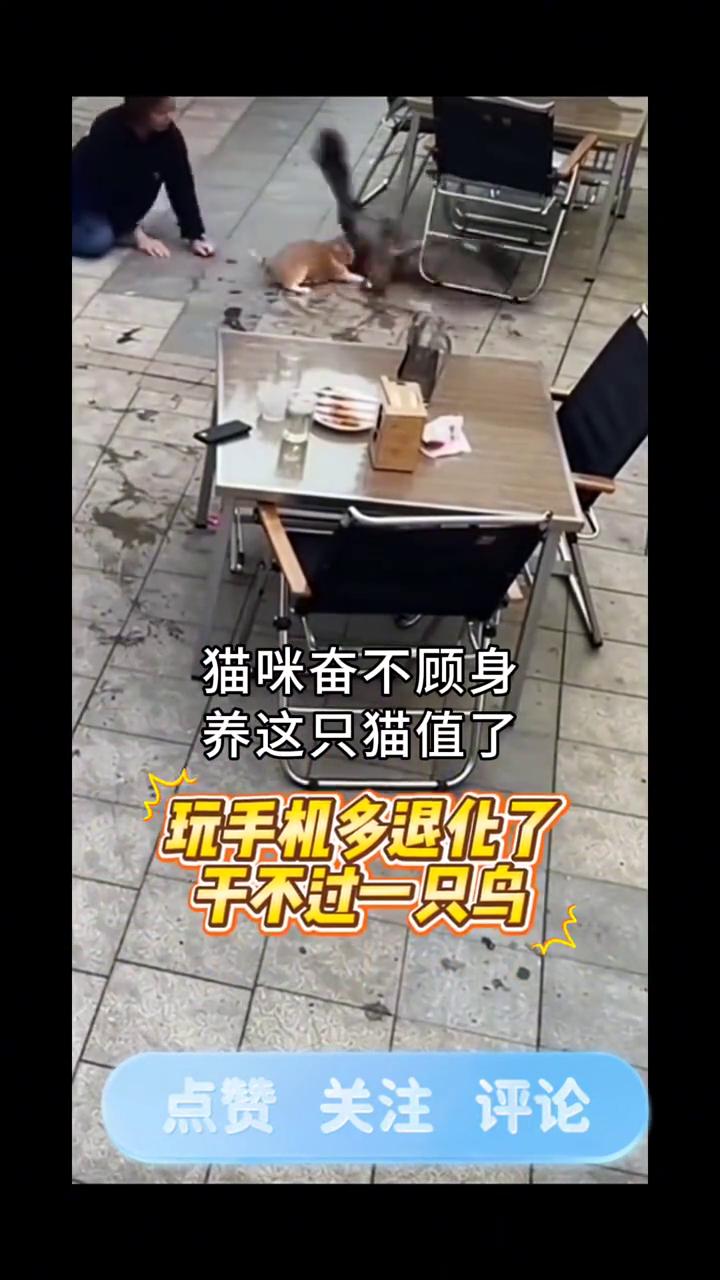 野狗突袭主人，猫咪拼命护主，猫咪奋不顾身，这猫没白养。
老鹰从天而降，玩手机多退