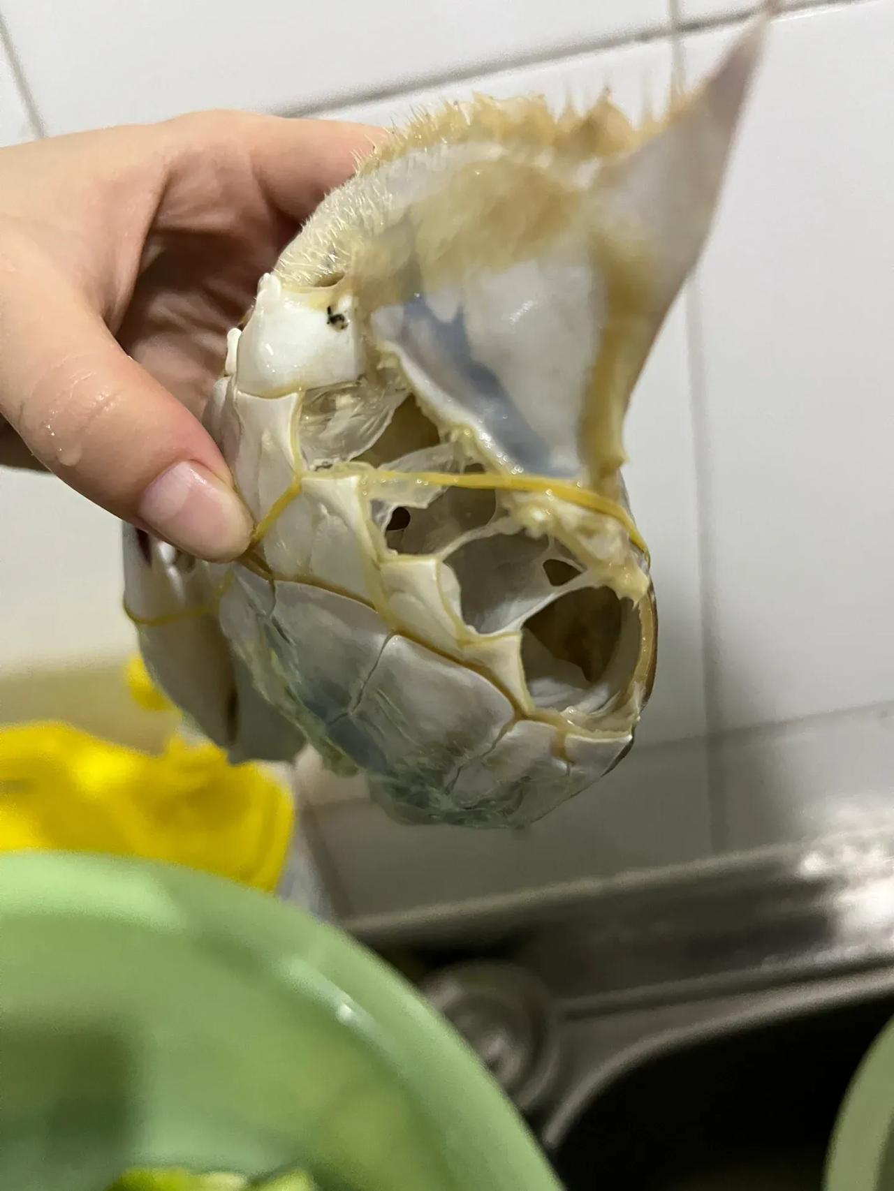 不懂就问，这样子的梭子蟹新鲜吗？

朋友一箱冷冻的梭子蟹，说是最近刚上岸的，蒸熟