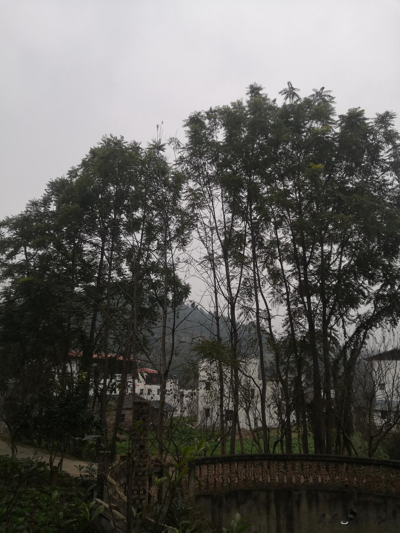 高大的树木分不清楚这是什么树木，但好像在云端一样，遮挡了美丽的风景，这也是好看的