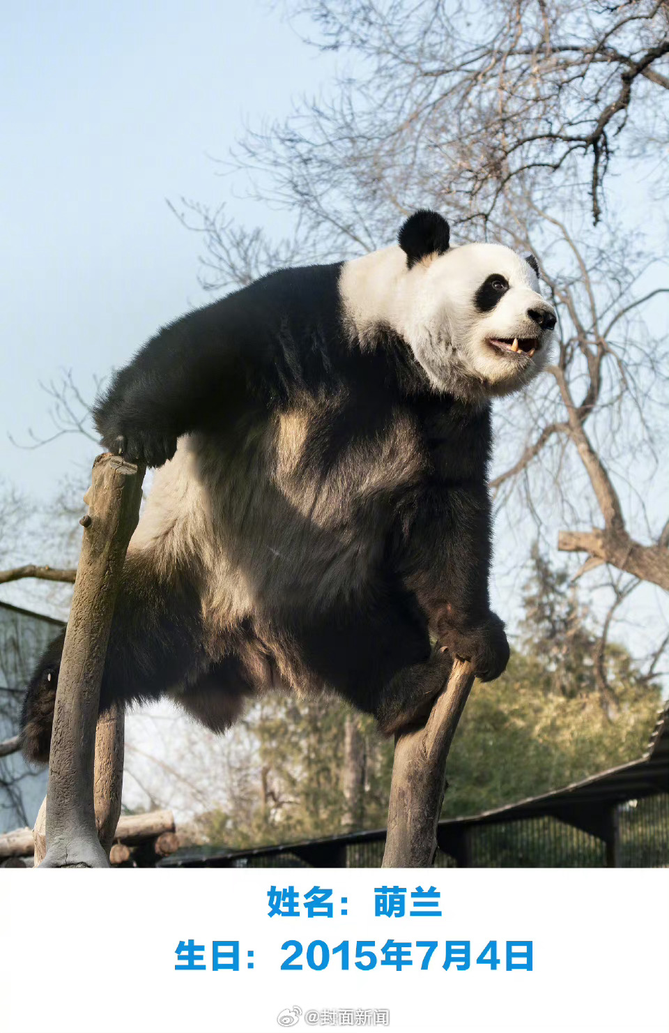 【萌兰花花和叶今天生日，#花花可可爱爱到4岁#】7月4日是大熊猫“萌兰”9岁的生