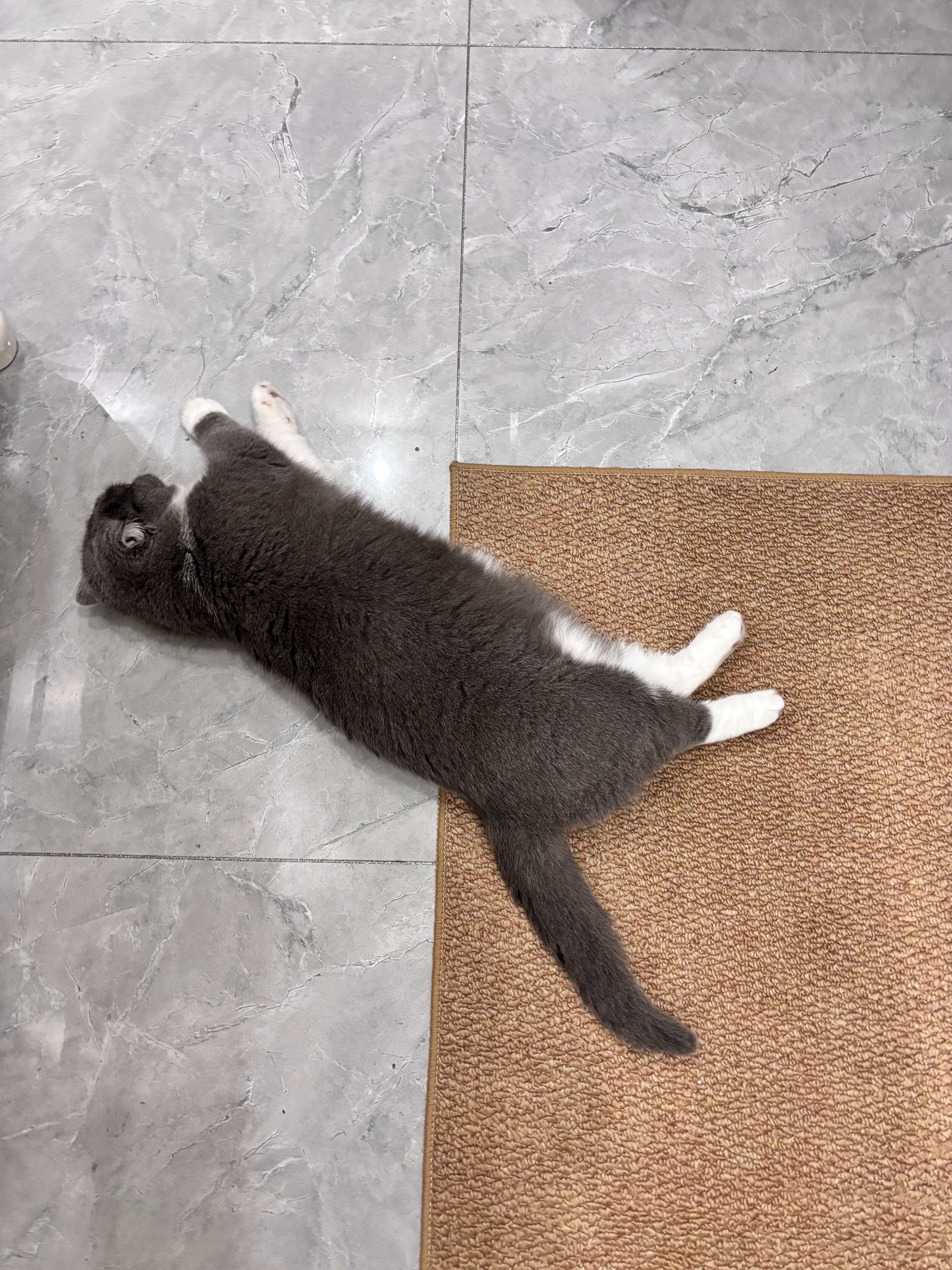 热死咪了 