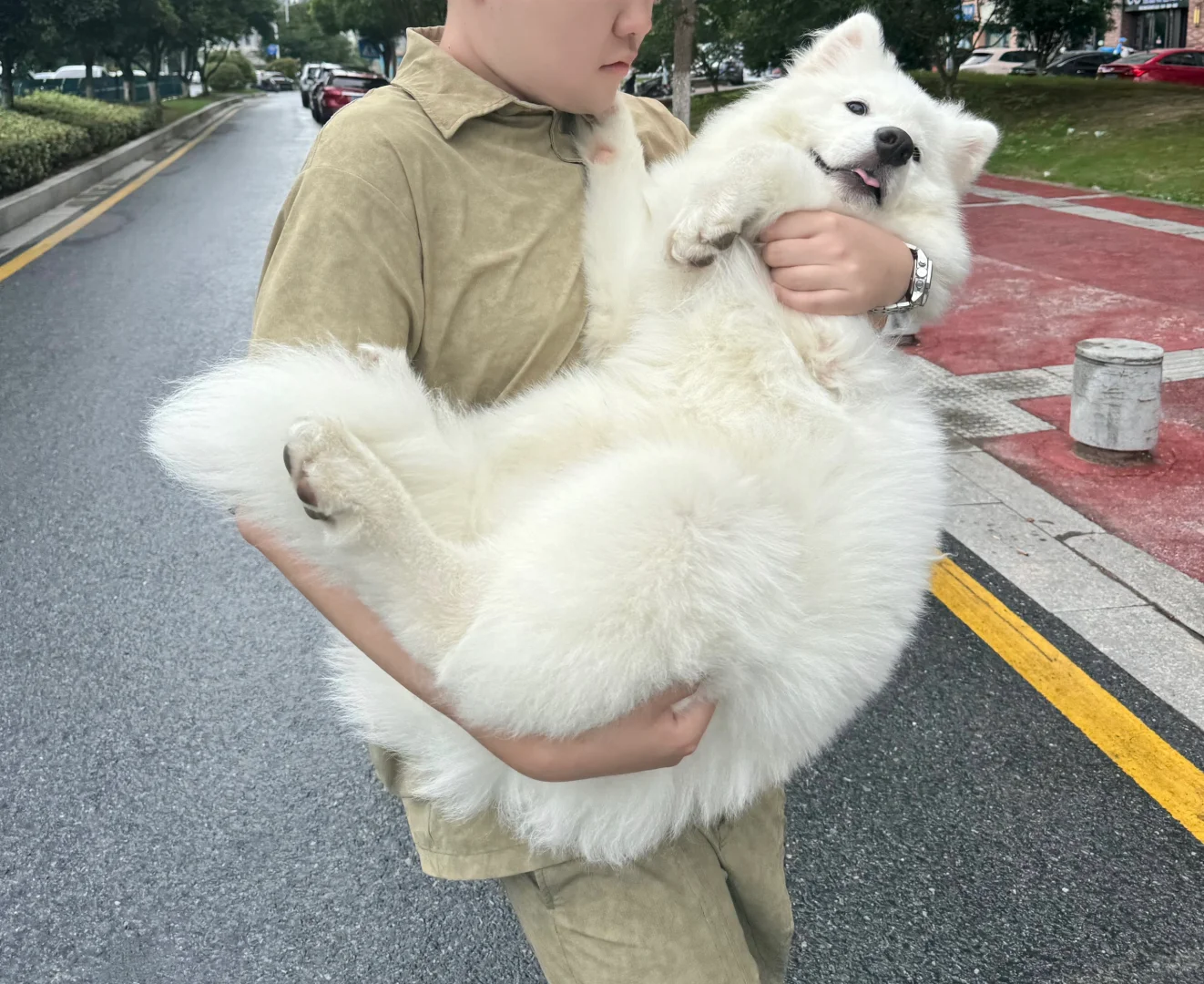 啊啊啊啊！萨摩猪🐷也太可爱了吧！