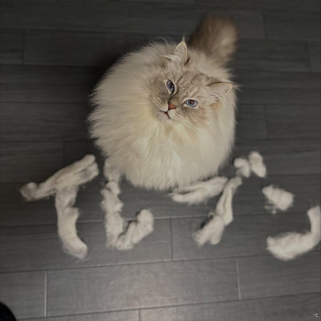 西森猫和她梳下来的毛..cr：eleven11neko 