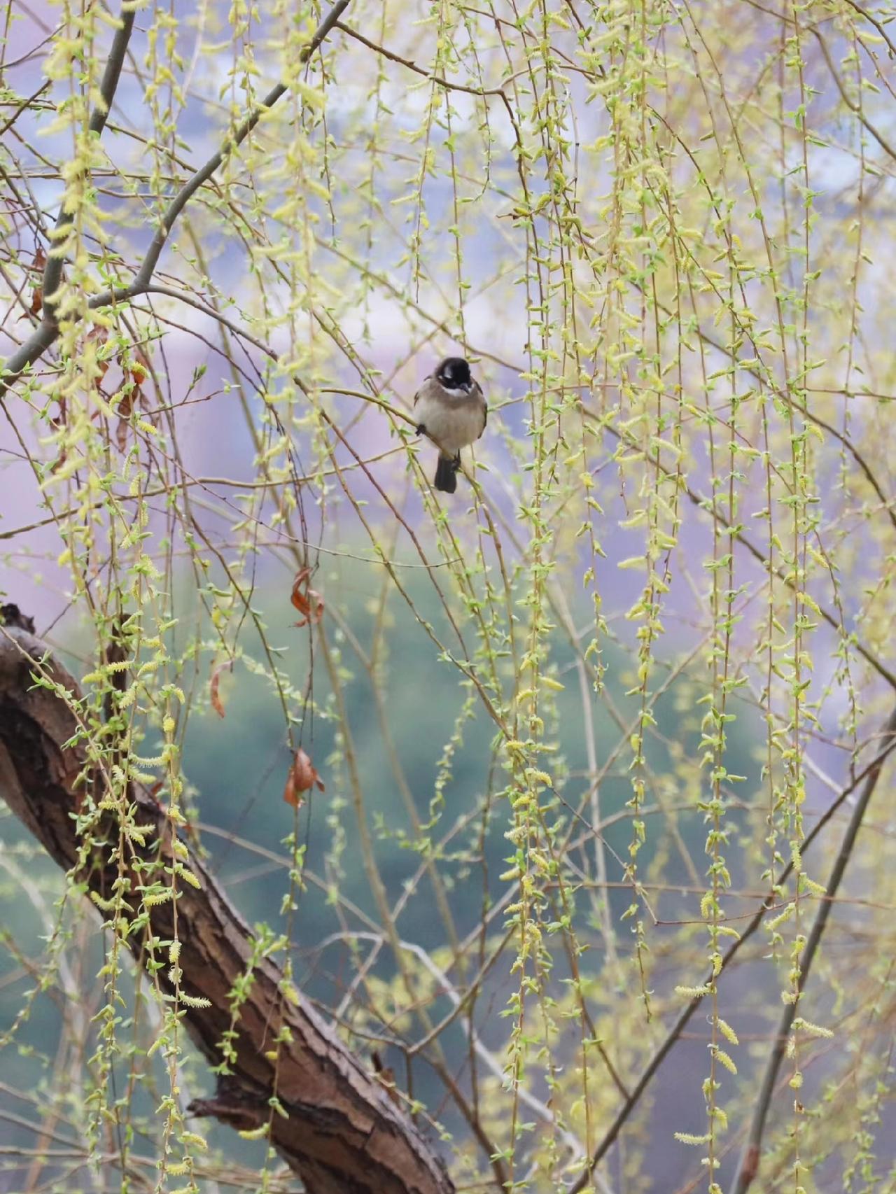 下联：瑞气临门福自来
横批：四季安康