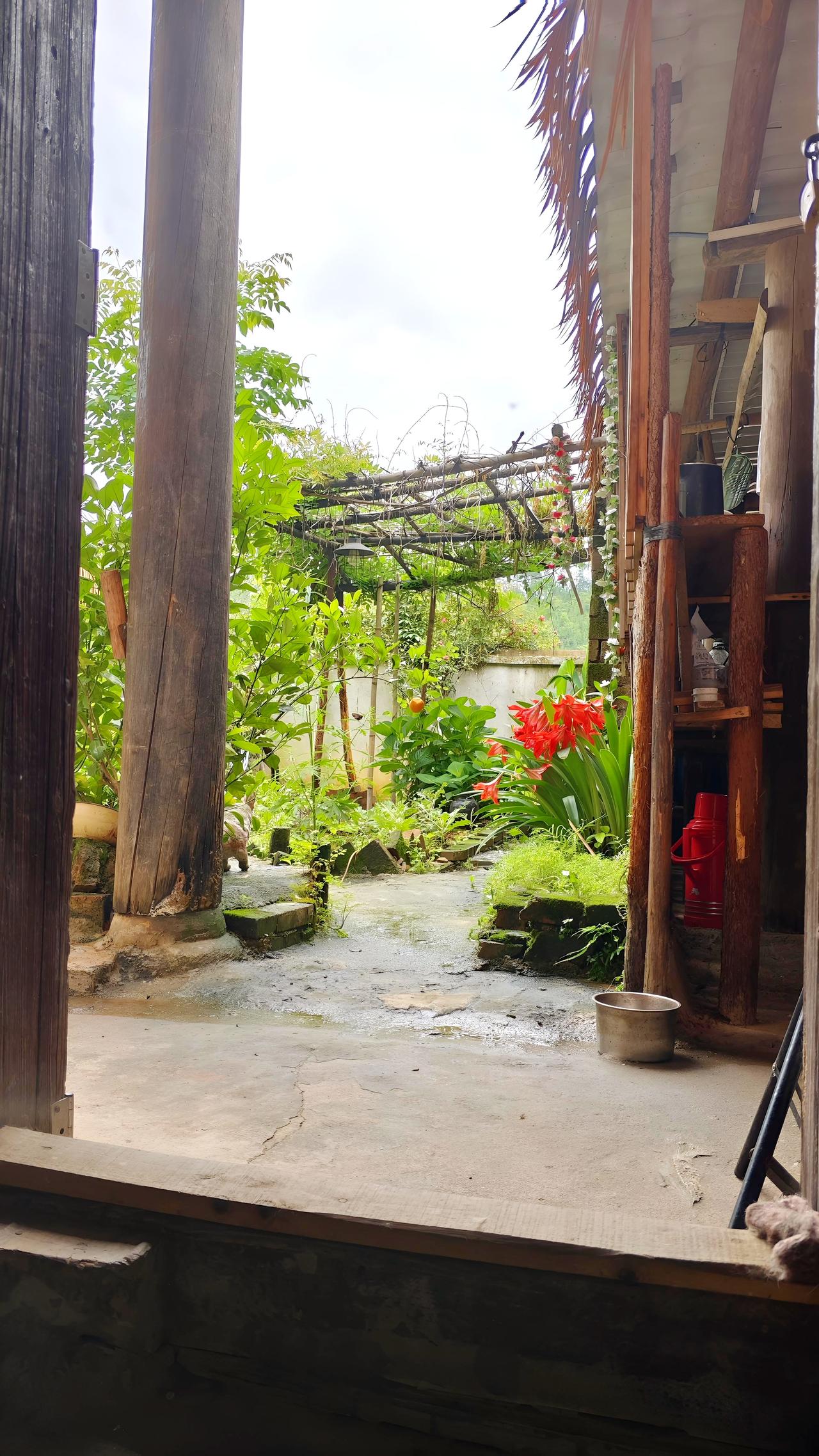 坐在厅里看院子的风景，满眼都是红花绿叶……