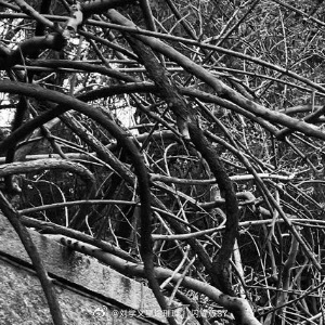 晚安心语 “夜是柔软的笔记本，梦是未写完的诗。晚安，愿你成为自己故事里最温暖的那