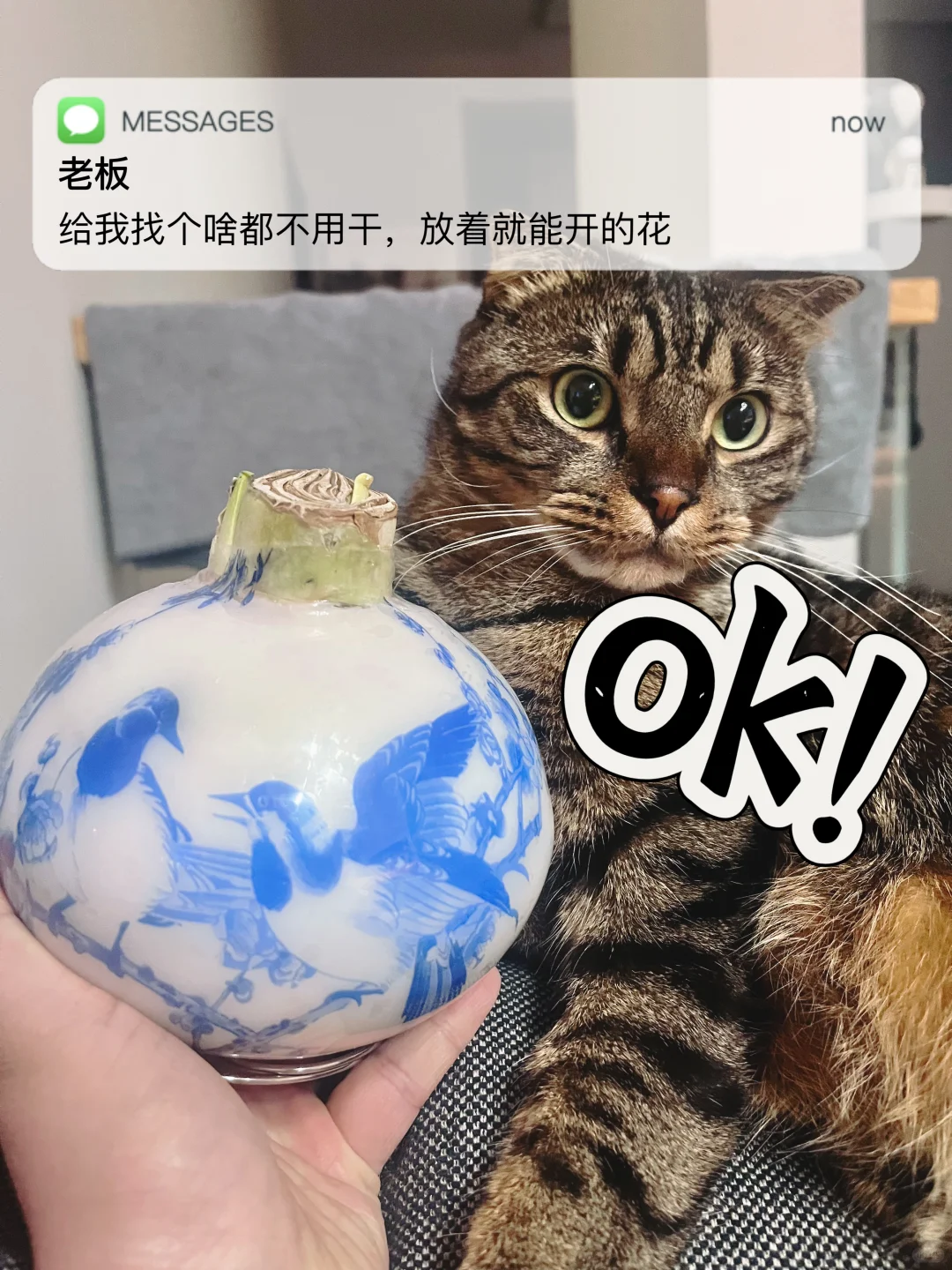 笑不活了｜地雷一样大的朱顶红蜡球