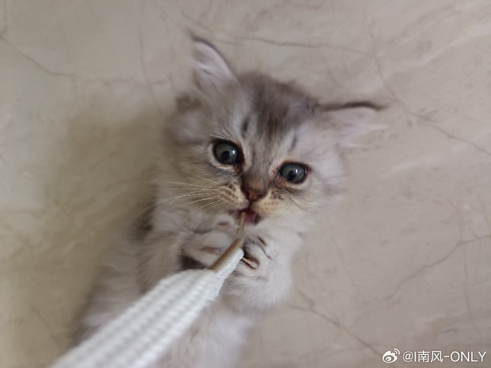姜太公钓鱼，小猫上钩🐱这么可爱的小猫，比黄金招人稀罕这次钓鱼佬钓上猫来了
