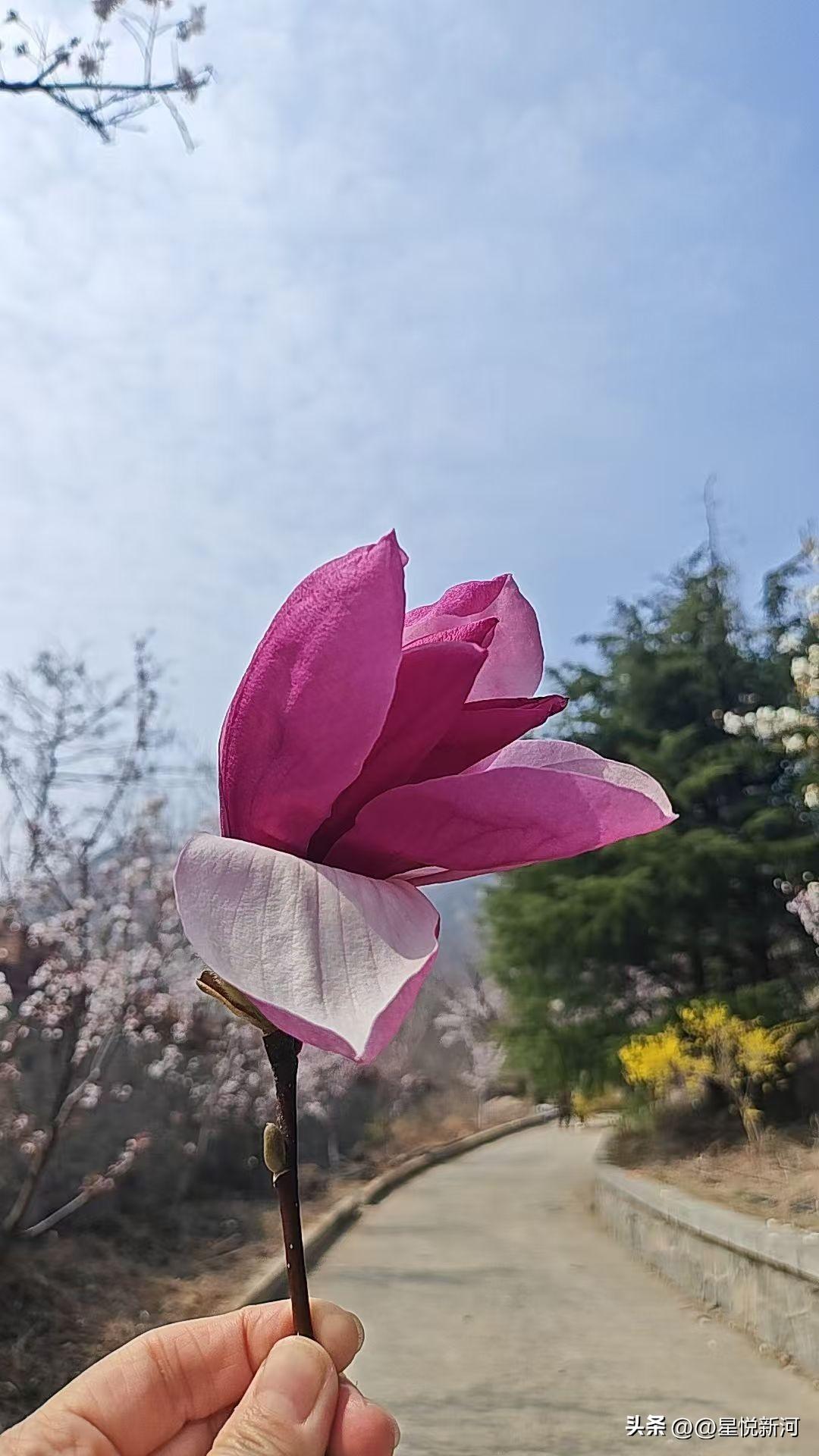 发一张你相册最近拍的花