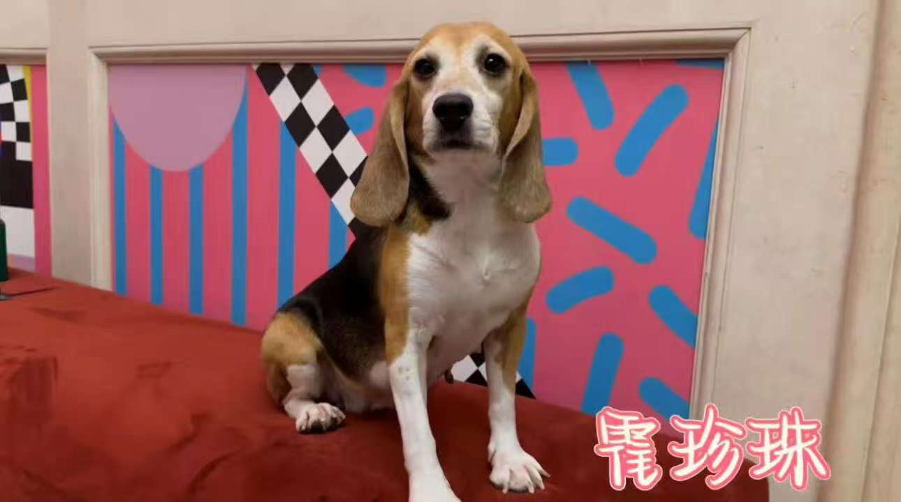 被霍思燕种草了雨天遛狗神器霍思燕不愧是资深养犬大户，她使用的狗狗专用小雨伞直接把