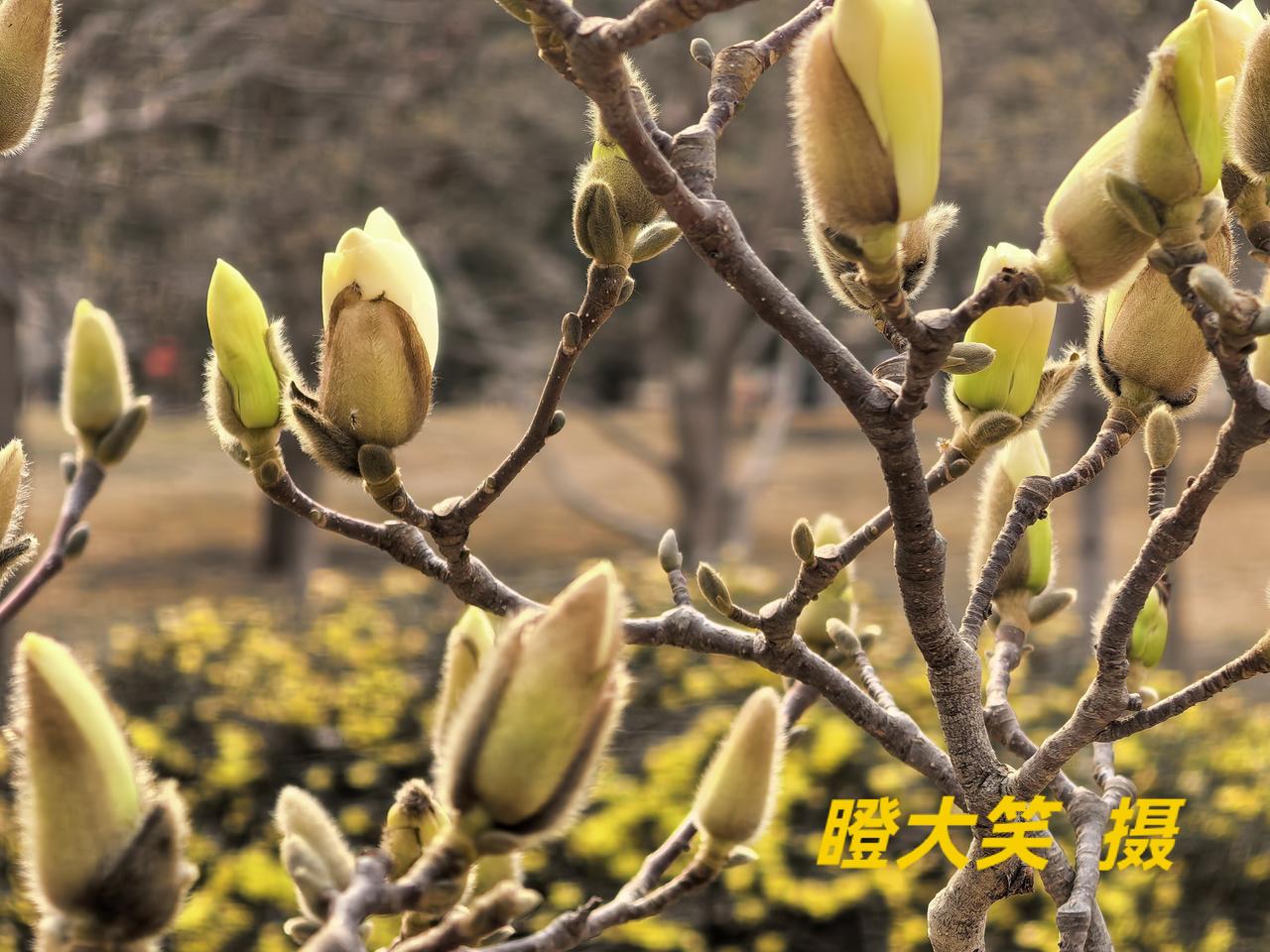 春风里悄悄舒展的花苞，是多么美好的青春时光；风吹过，雨洒过，阳光爱抚过，苞蕾默默