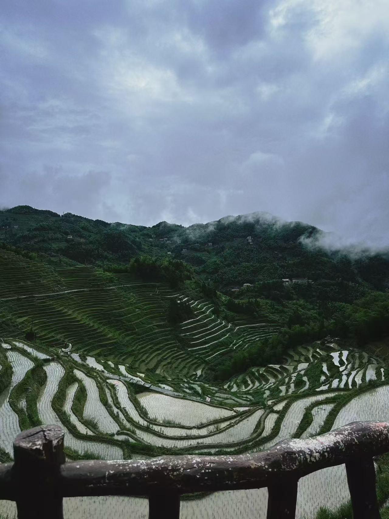 湖南娄底游，紫鹊界梯田游玩攻略！
夏天的紫鹊界也太治愈了🌿整片8万亩梯田灌满清
